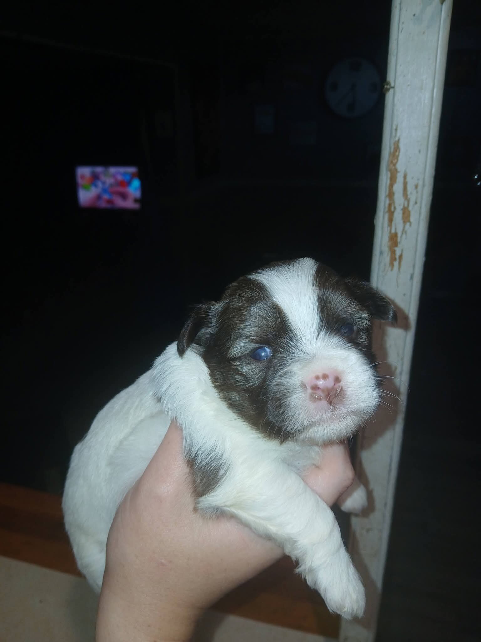 Shorkie image 3