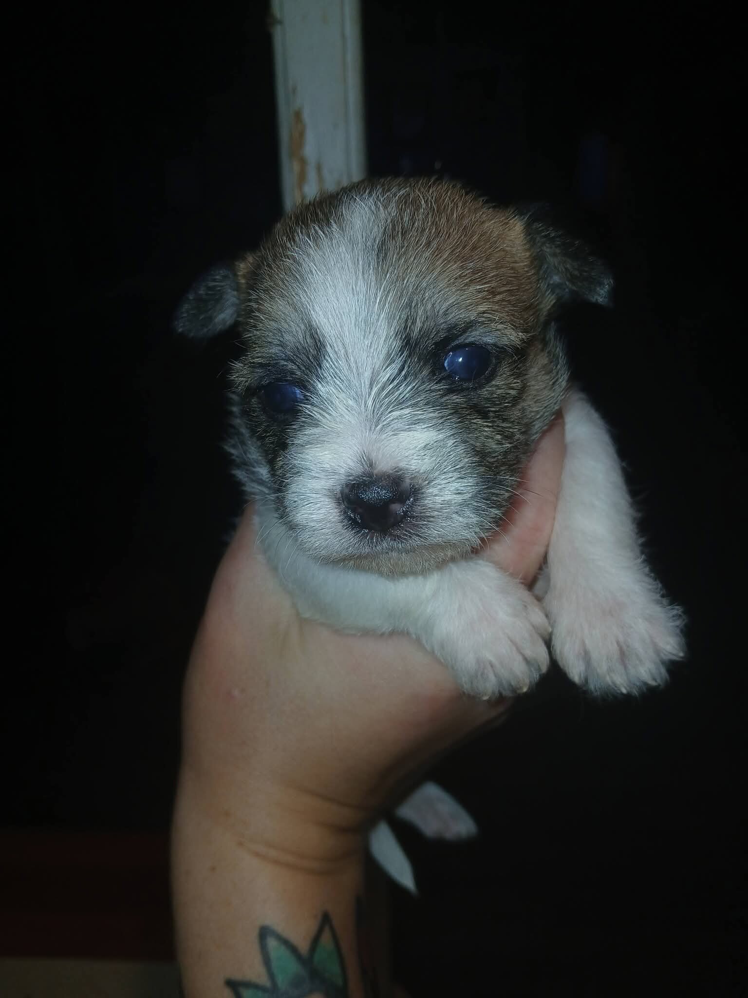 Shorkie image 4