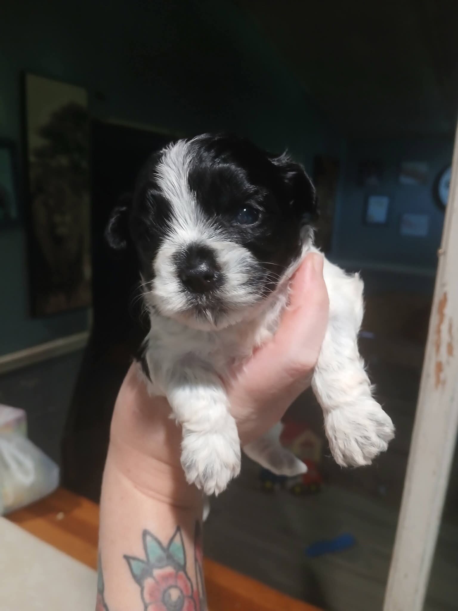Shorkie image 5