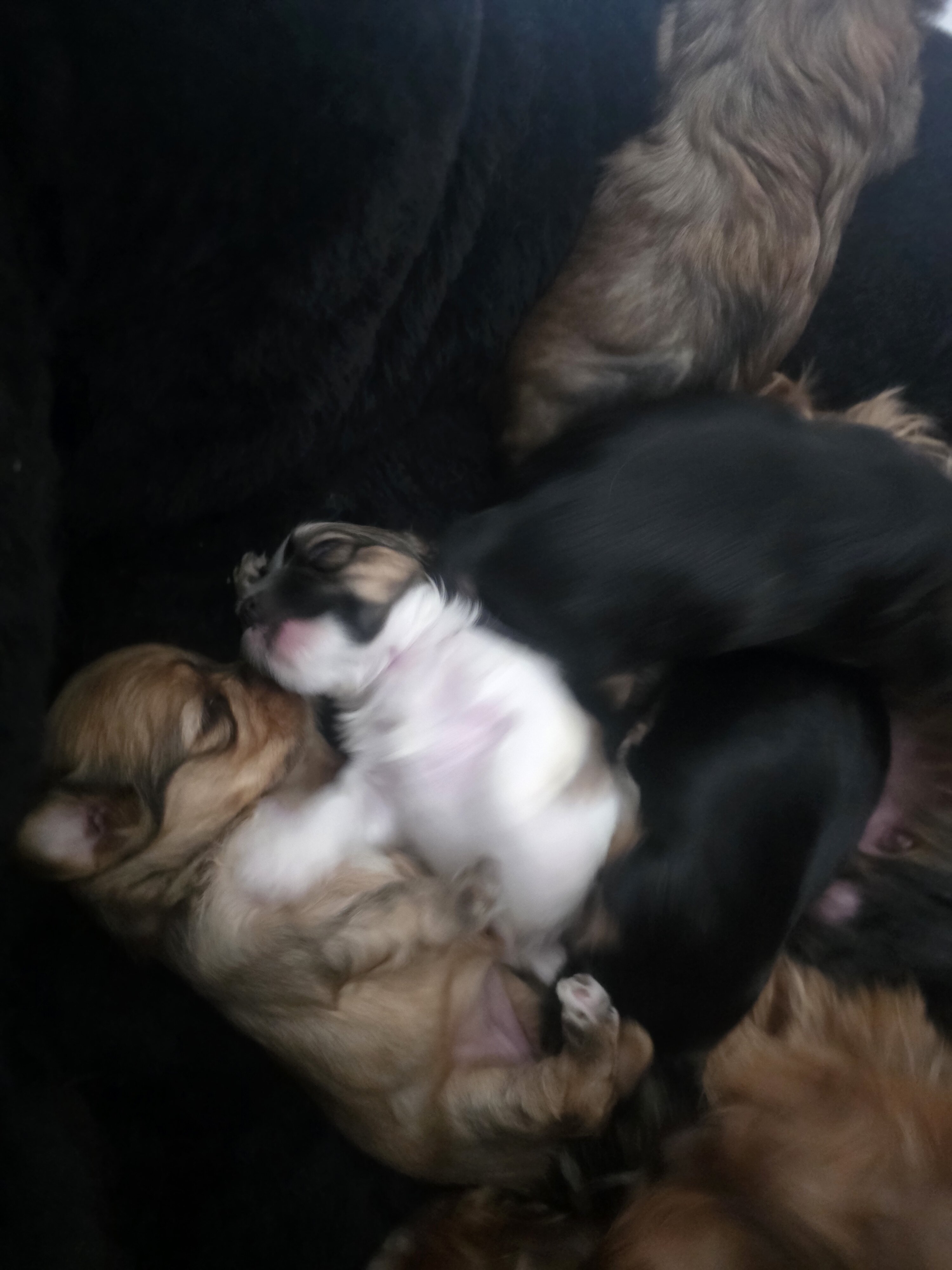 Morkies image 2