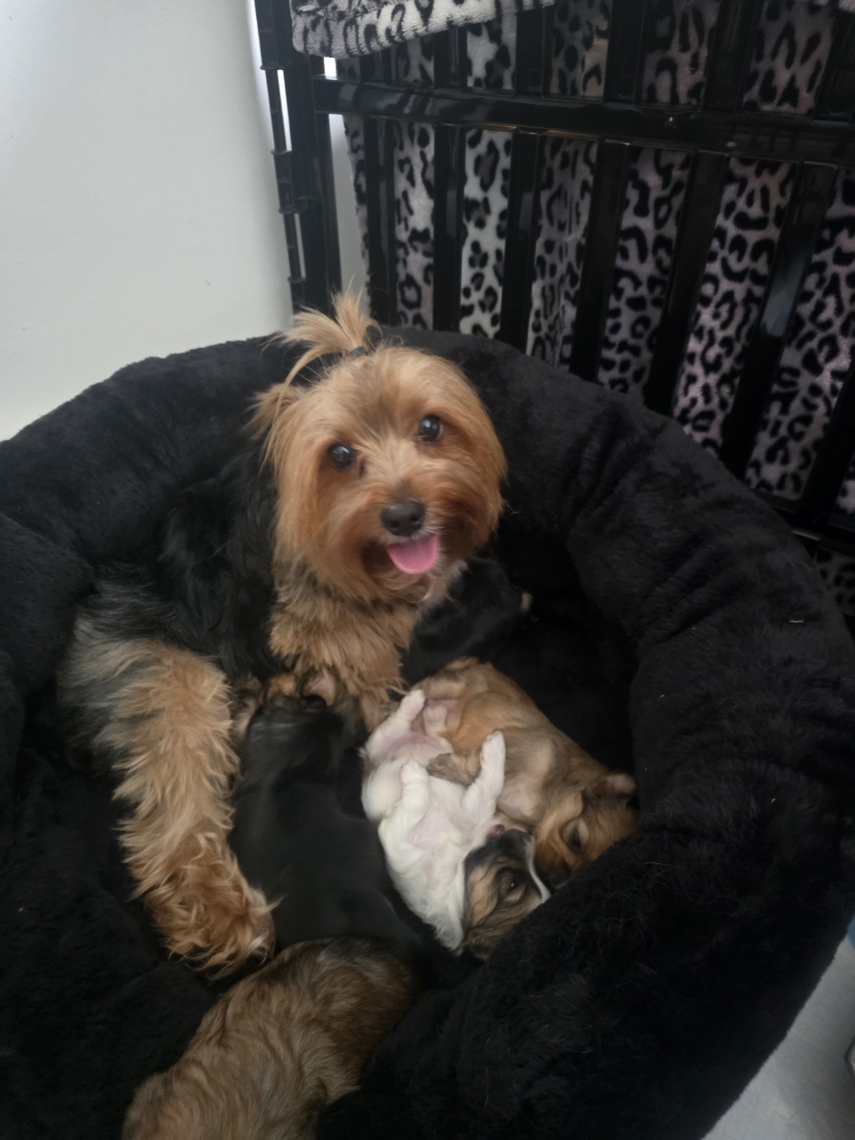 Morkies image 4