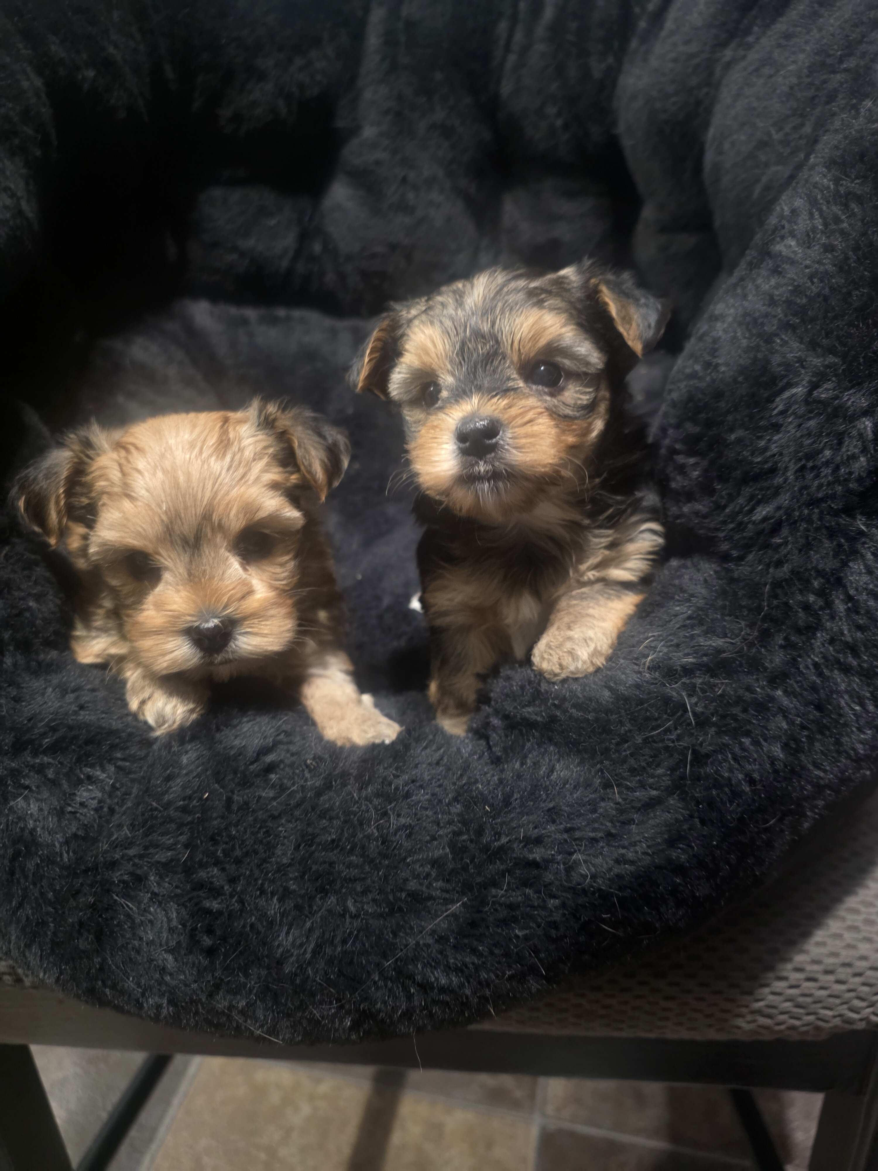 Morkies image 7