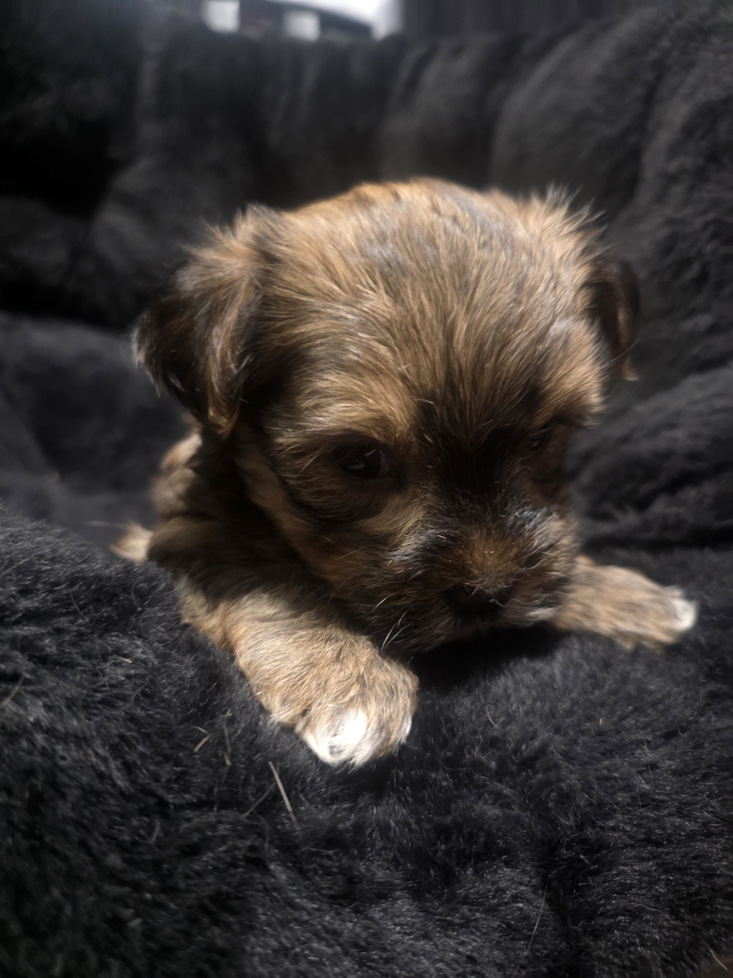 Morkies image 8