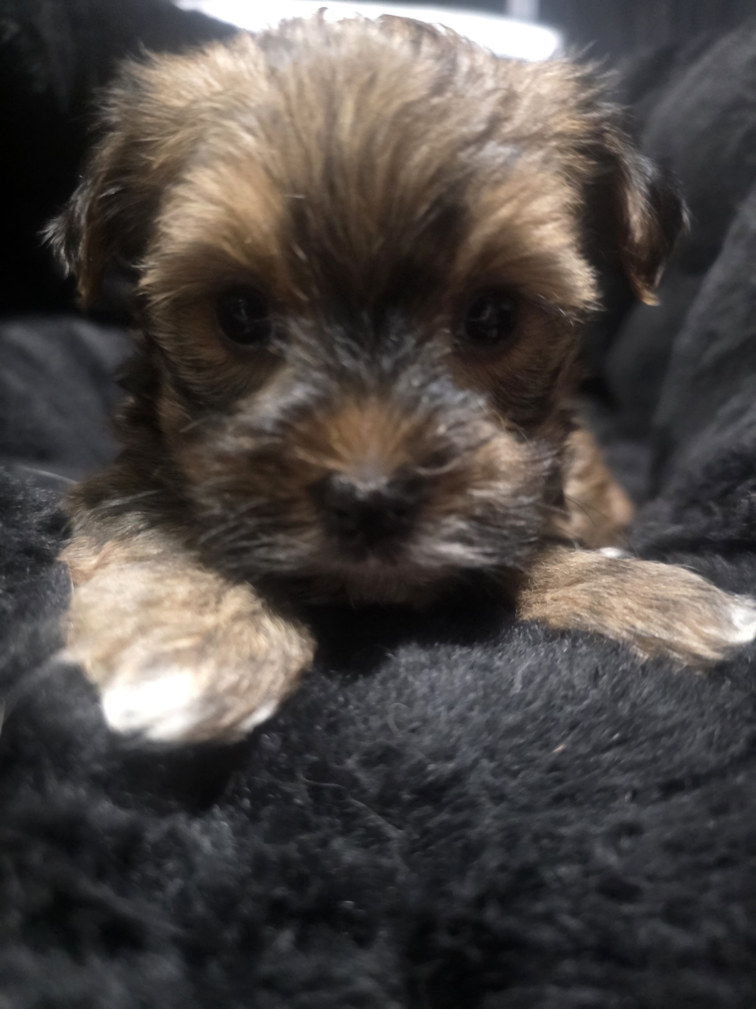 Morkies image 3