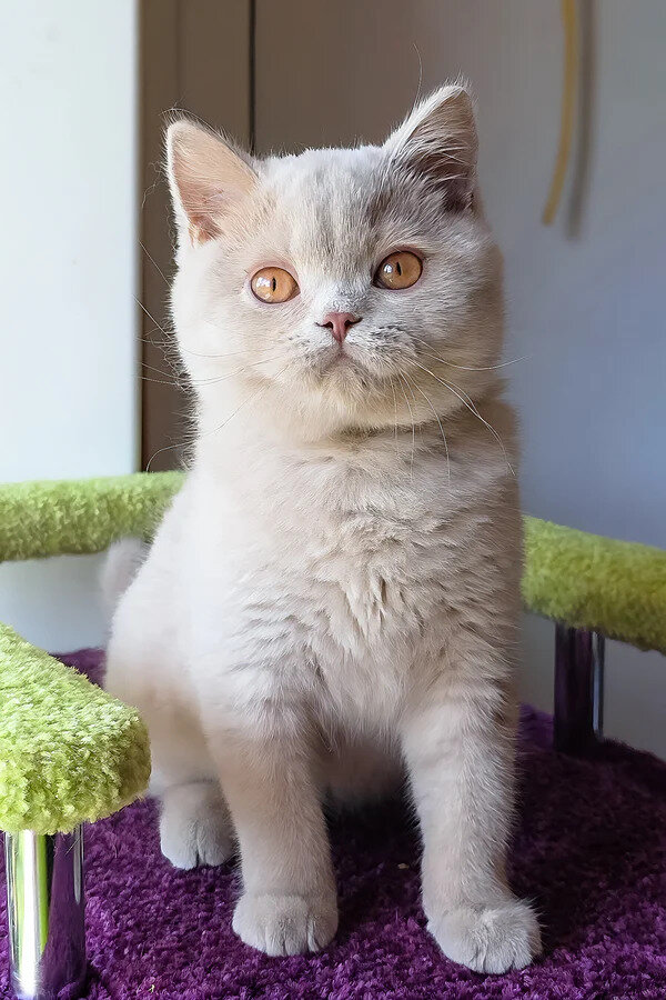 British Shorthair boy image 2
