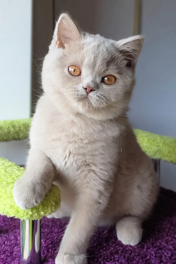 British Shorthair boy image 3
