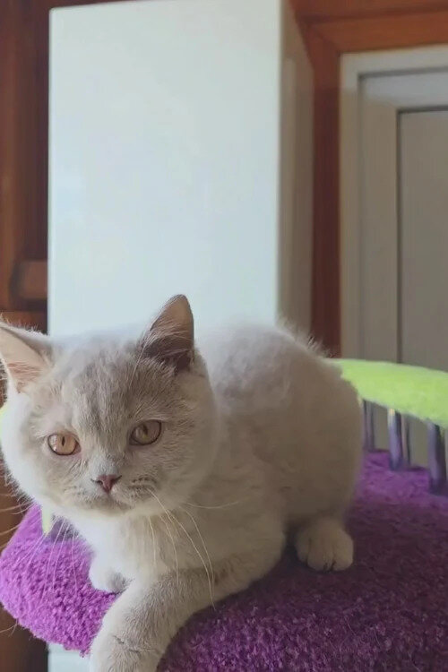 British Shorthair boy image 1