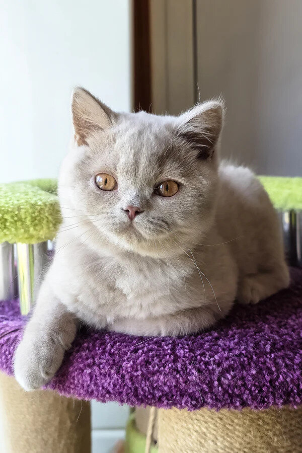 British Shorthair boy image 4