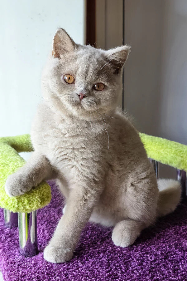British Shorthair boy image 5