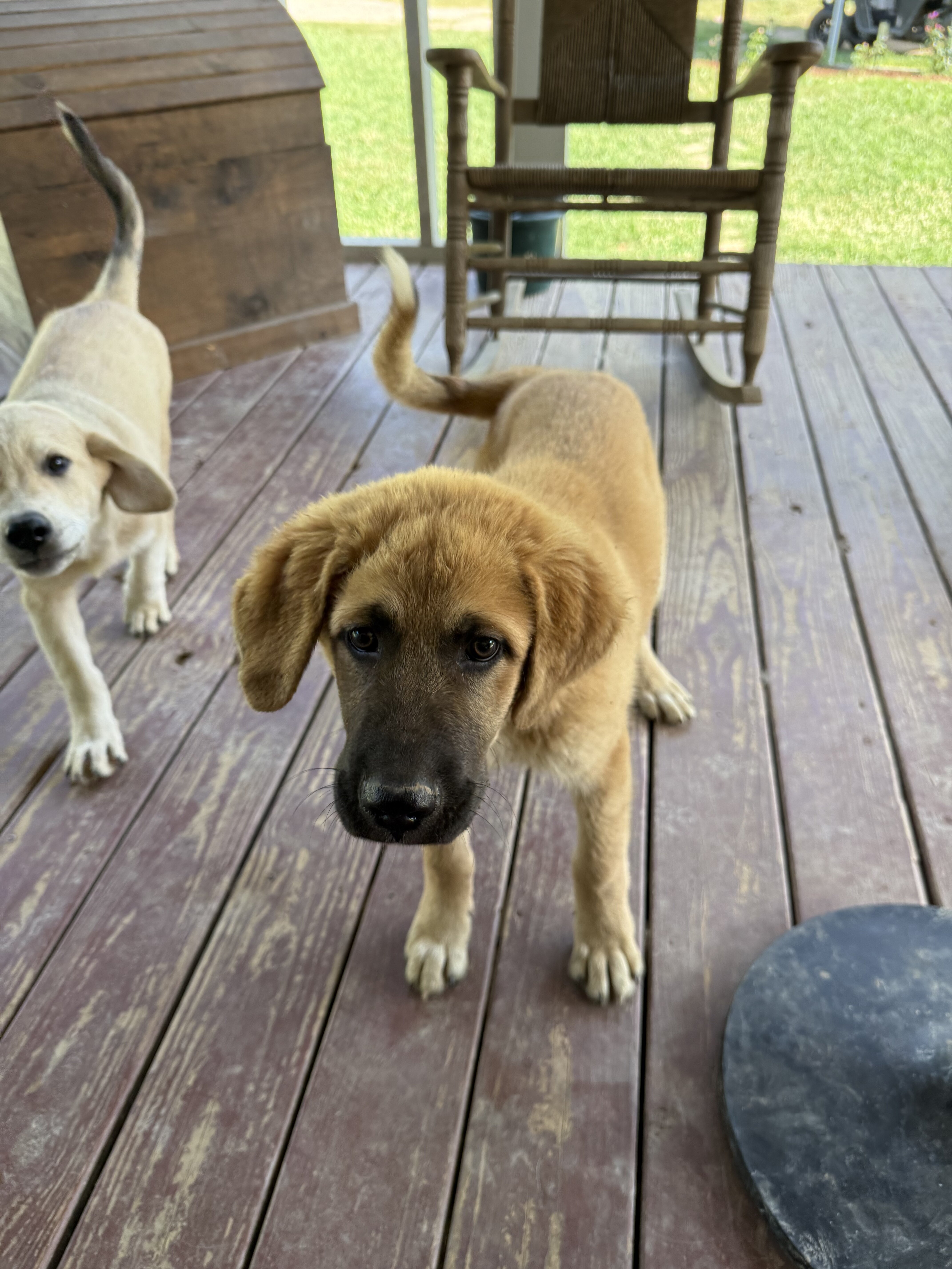 Two Male Puppies image 1