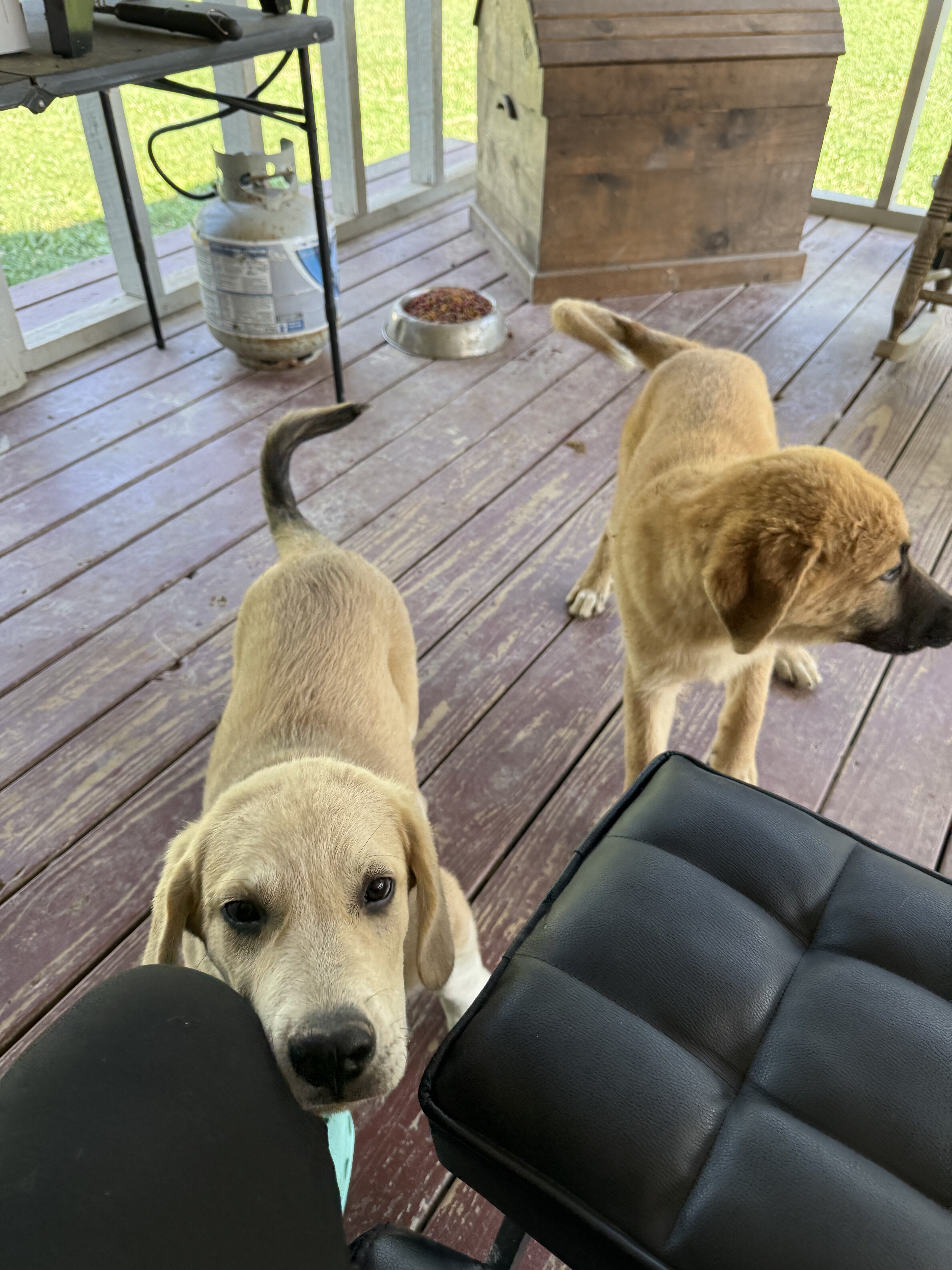 Two Male Puppies image 2