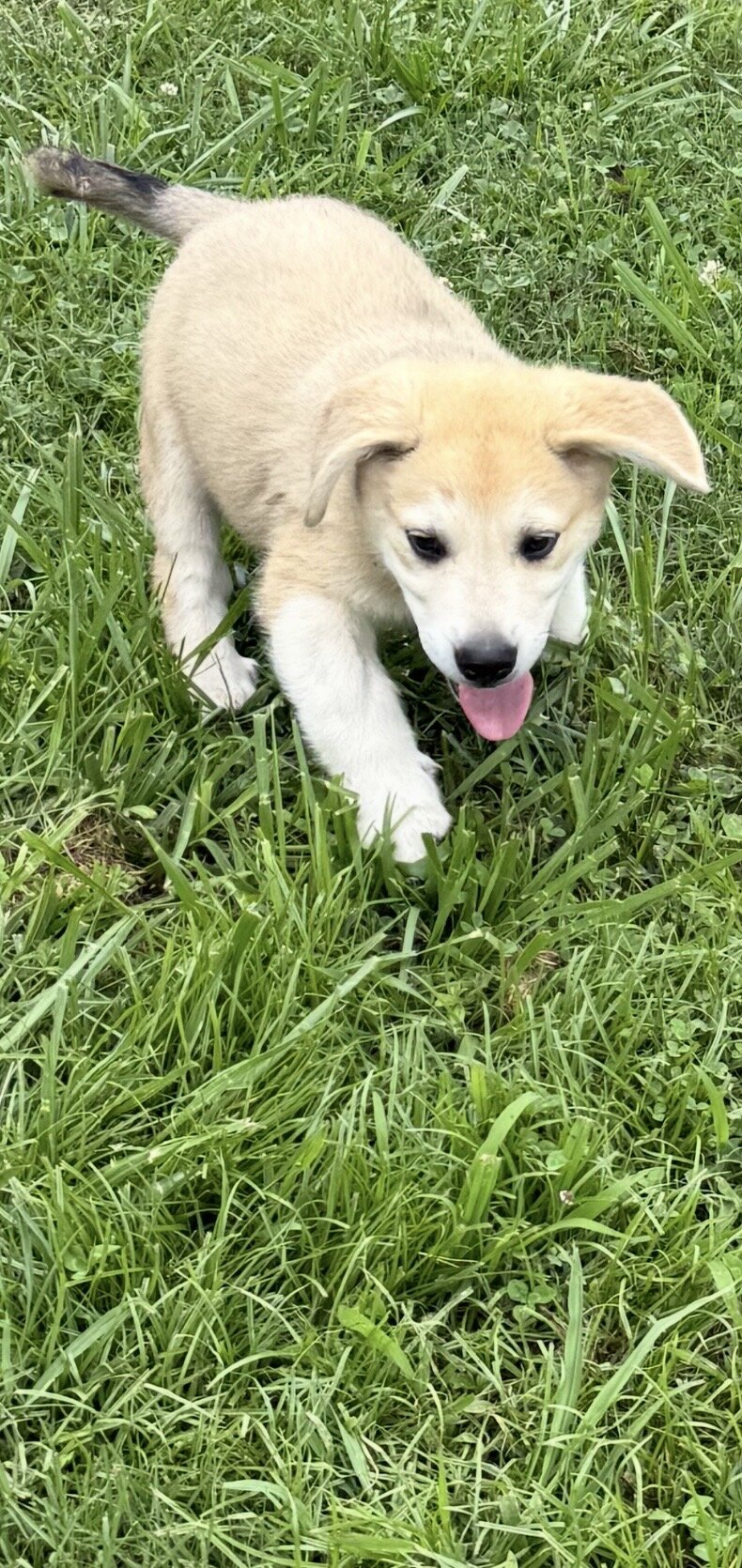 Two Male Puppies image 3