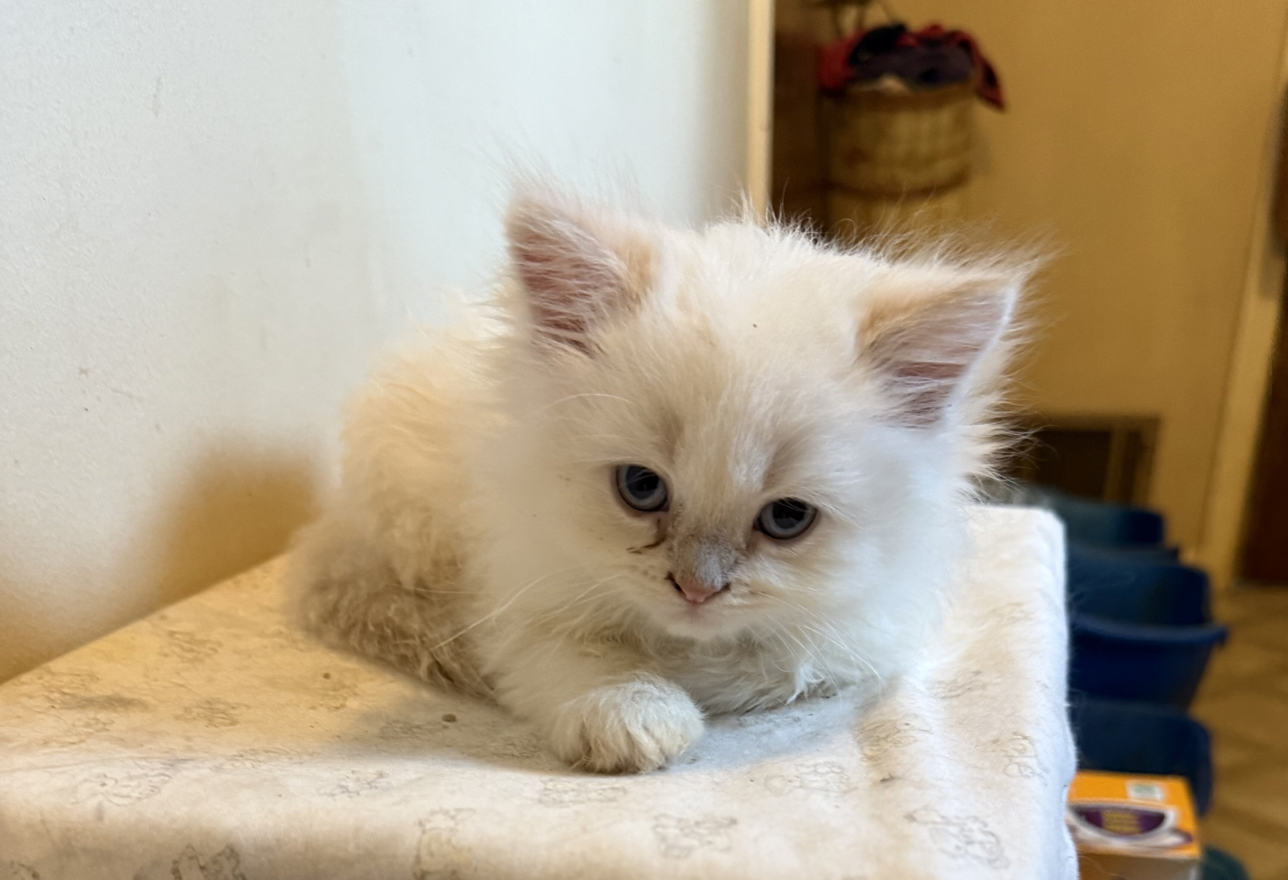 CFA Persian Kittens image 3