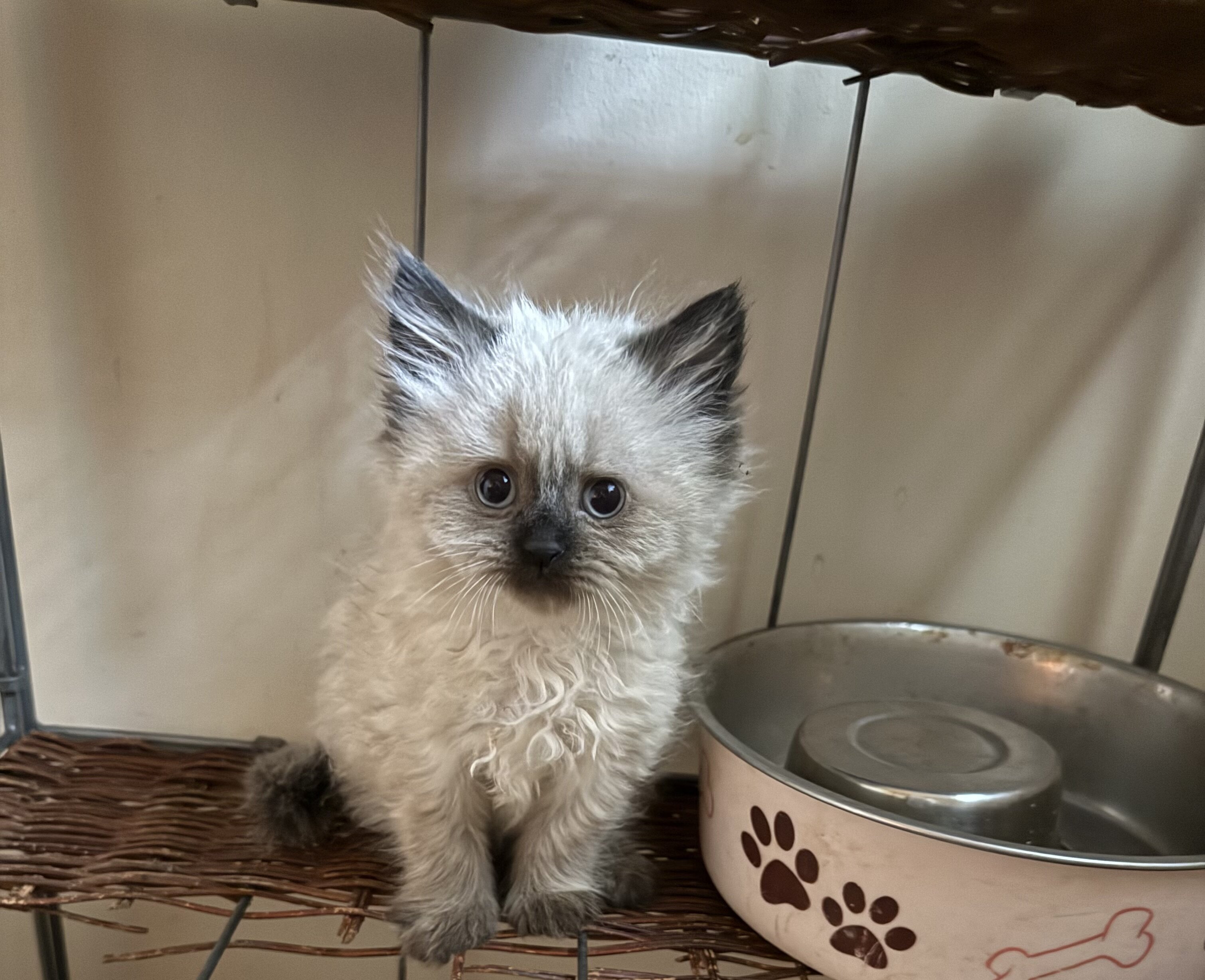 CFA Persian Kittens image 2