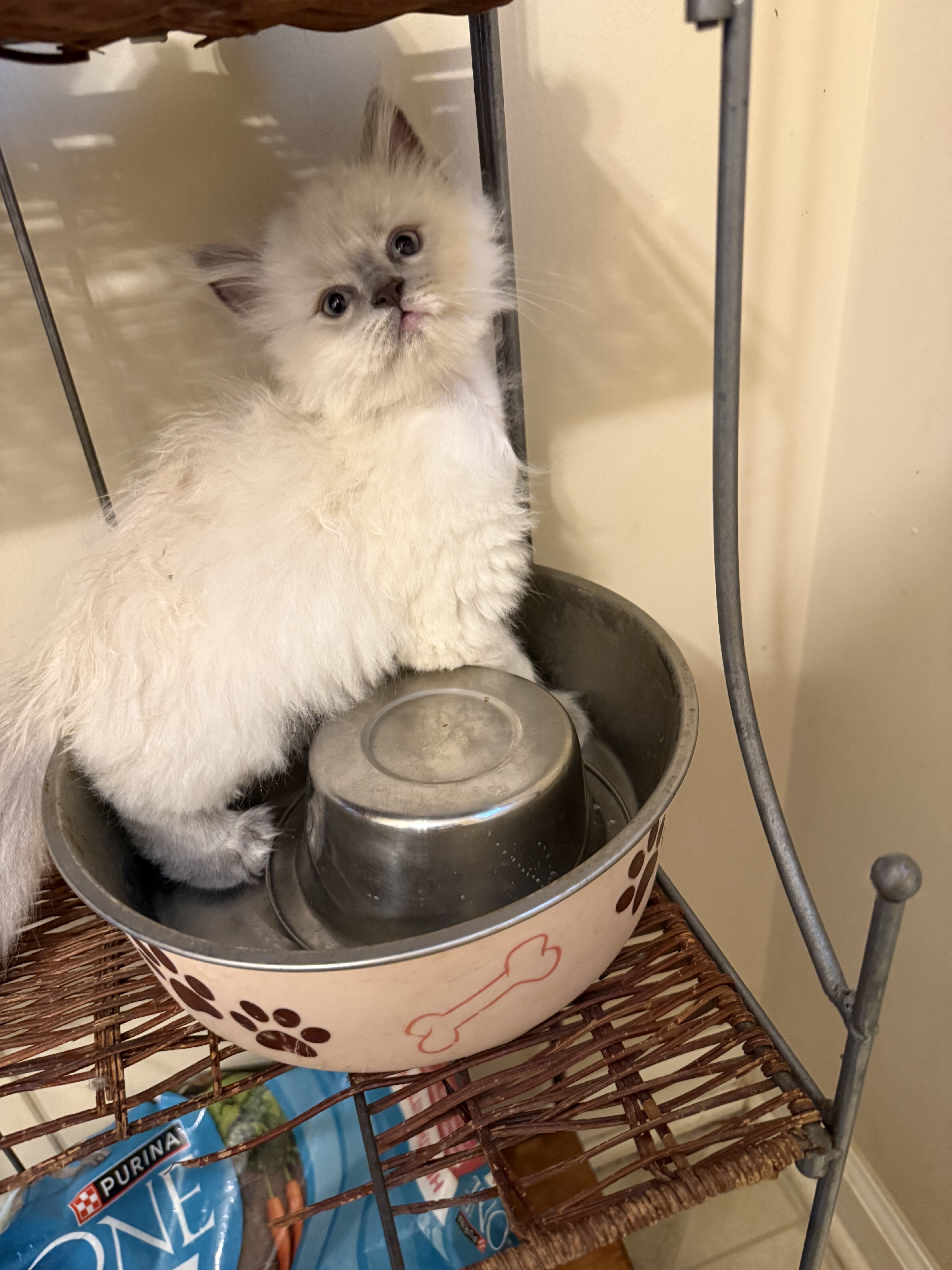CFA Persian Kittens image 1