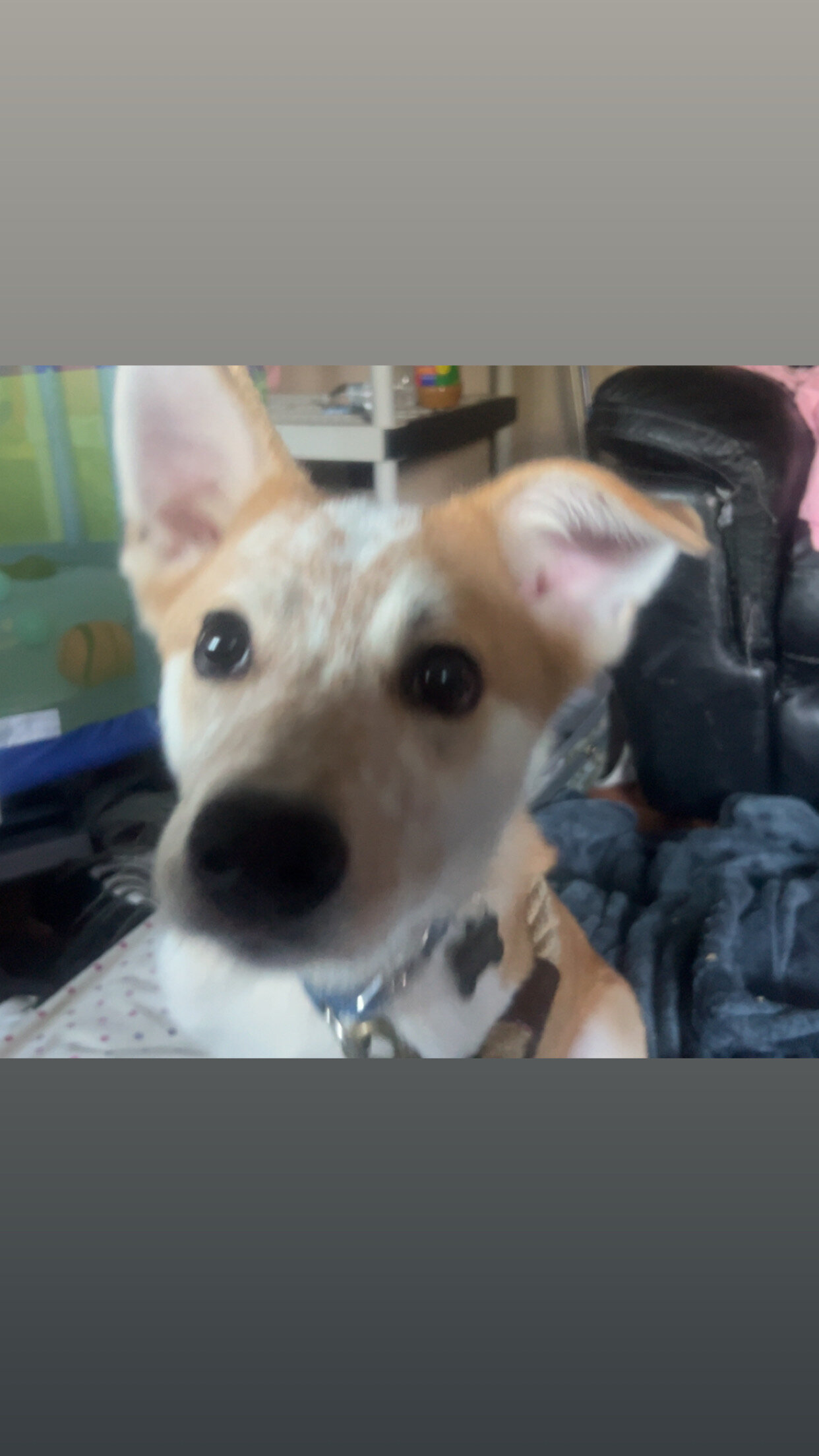 Red Heeler Puppy image 2