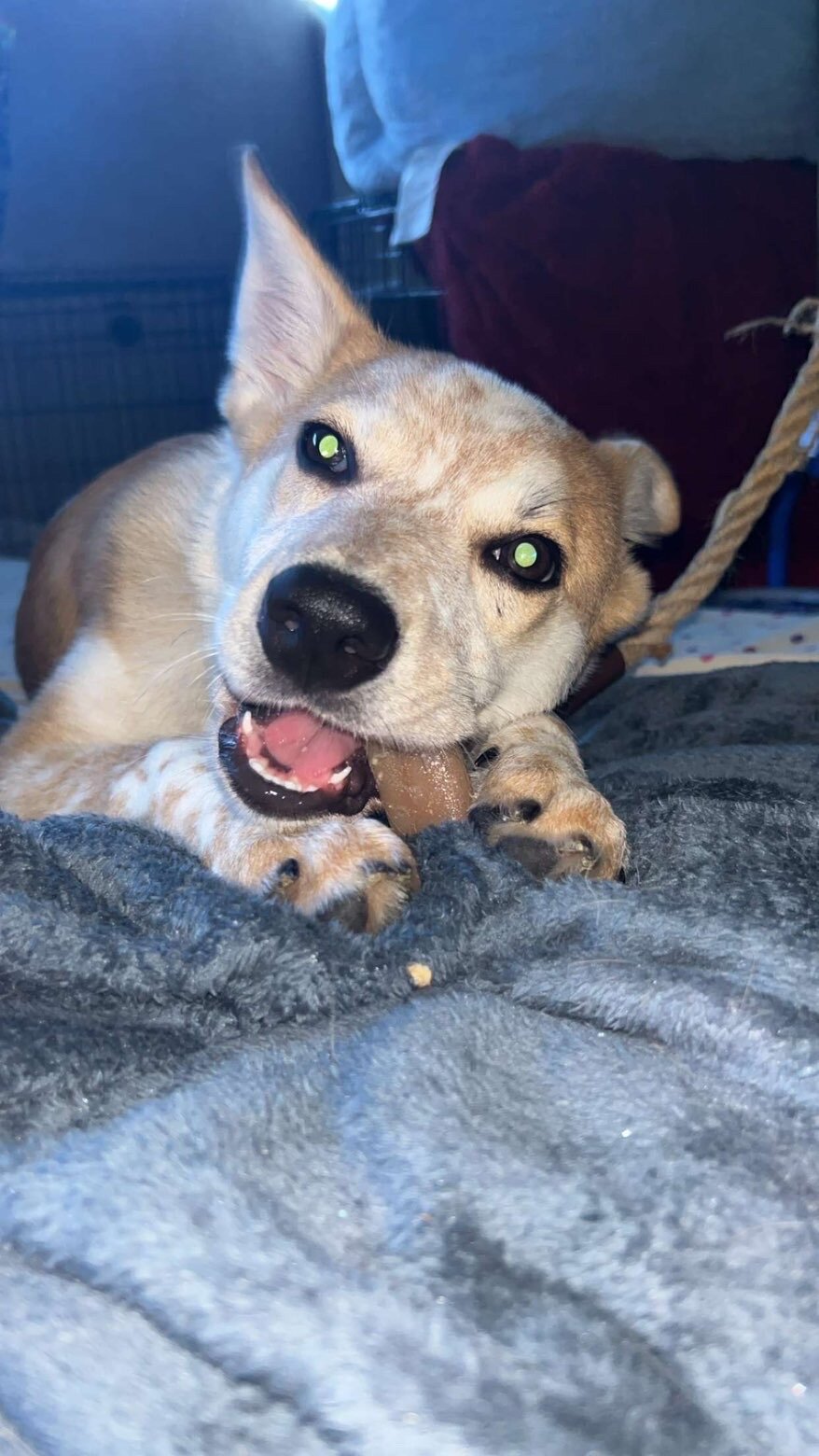 Red Heeler Puppy image 1