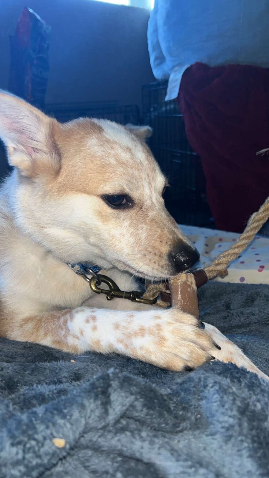 Red Heeler Puppy image 3
