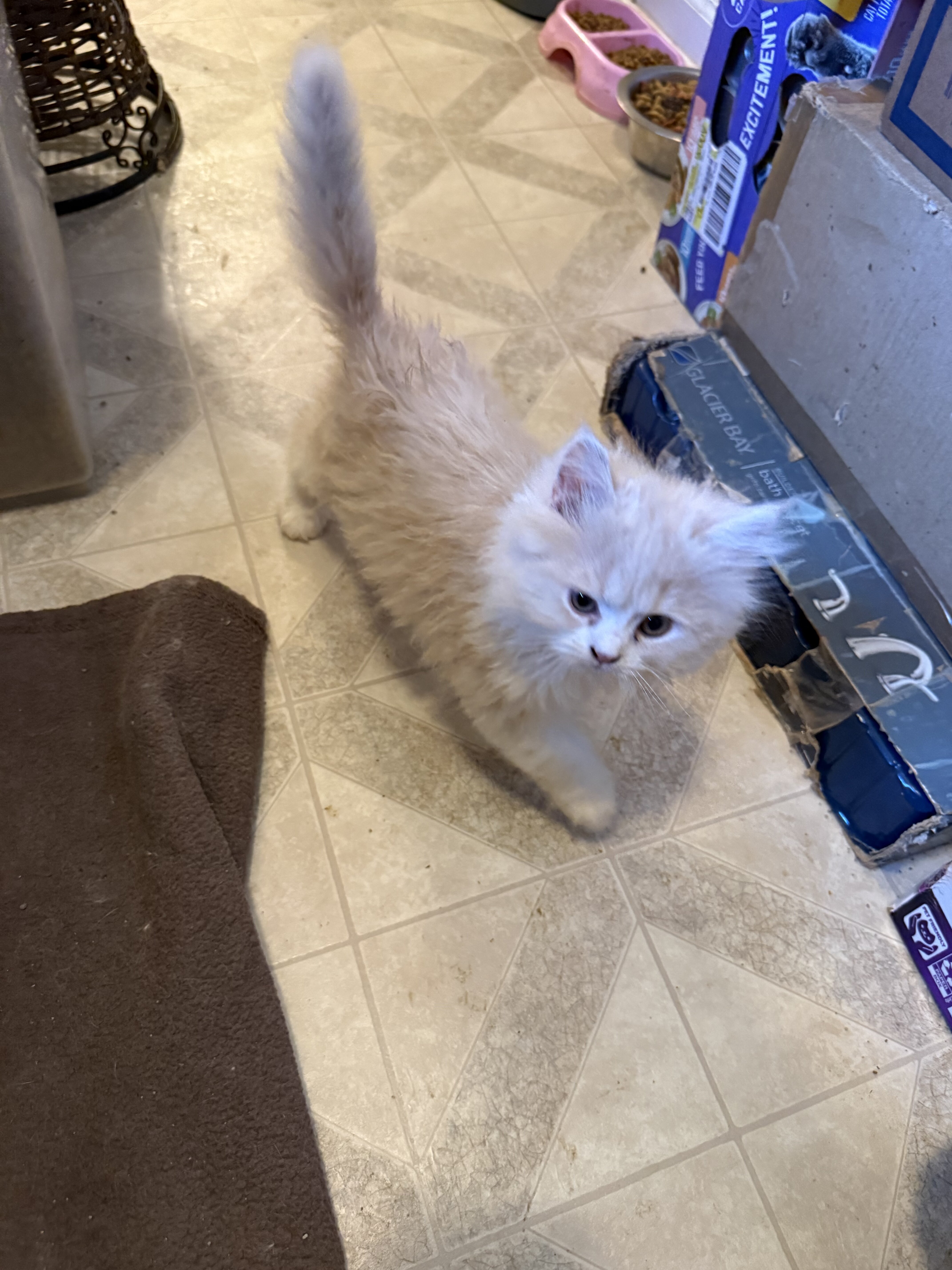 CFA Registered Persian kittens image 1