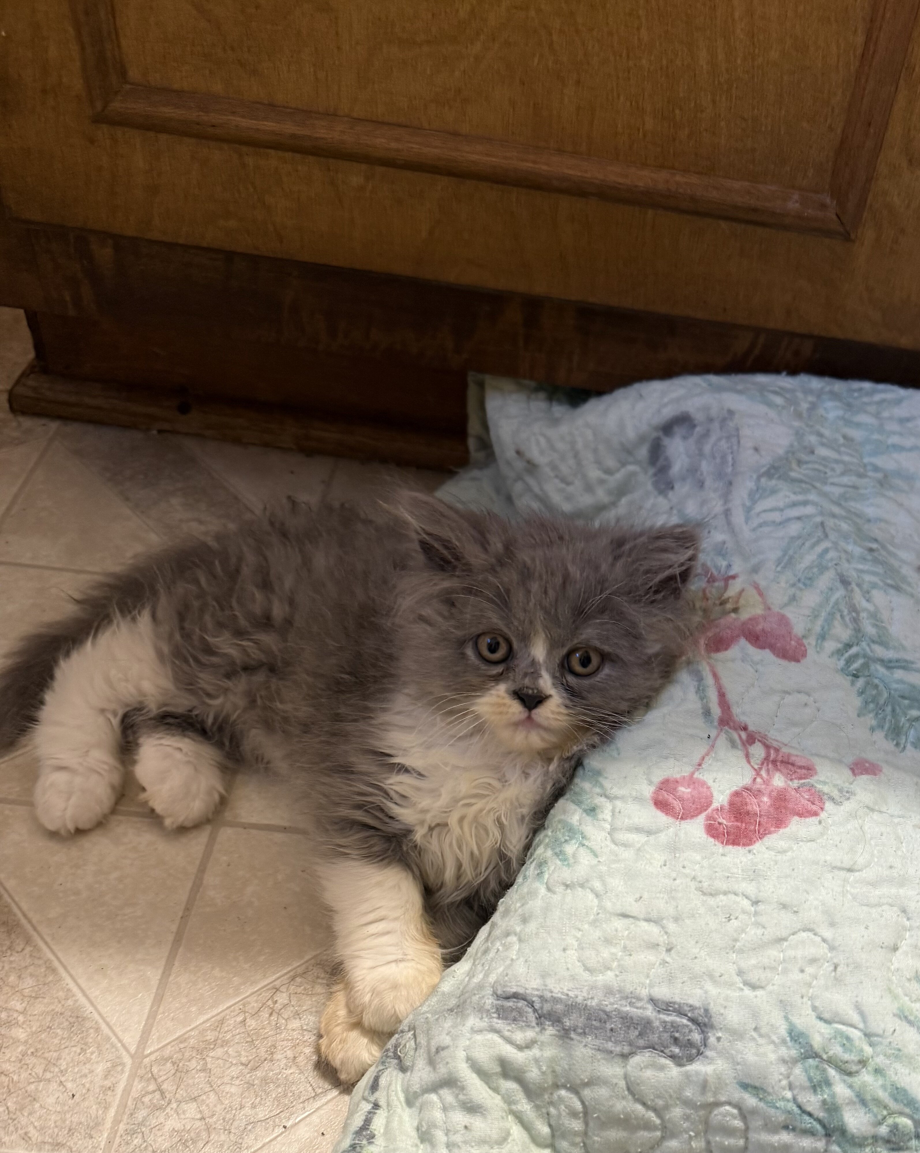CFA Registered Persian kittens image 2