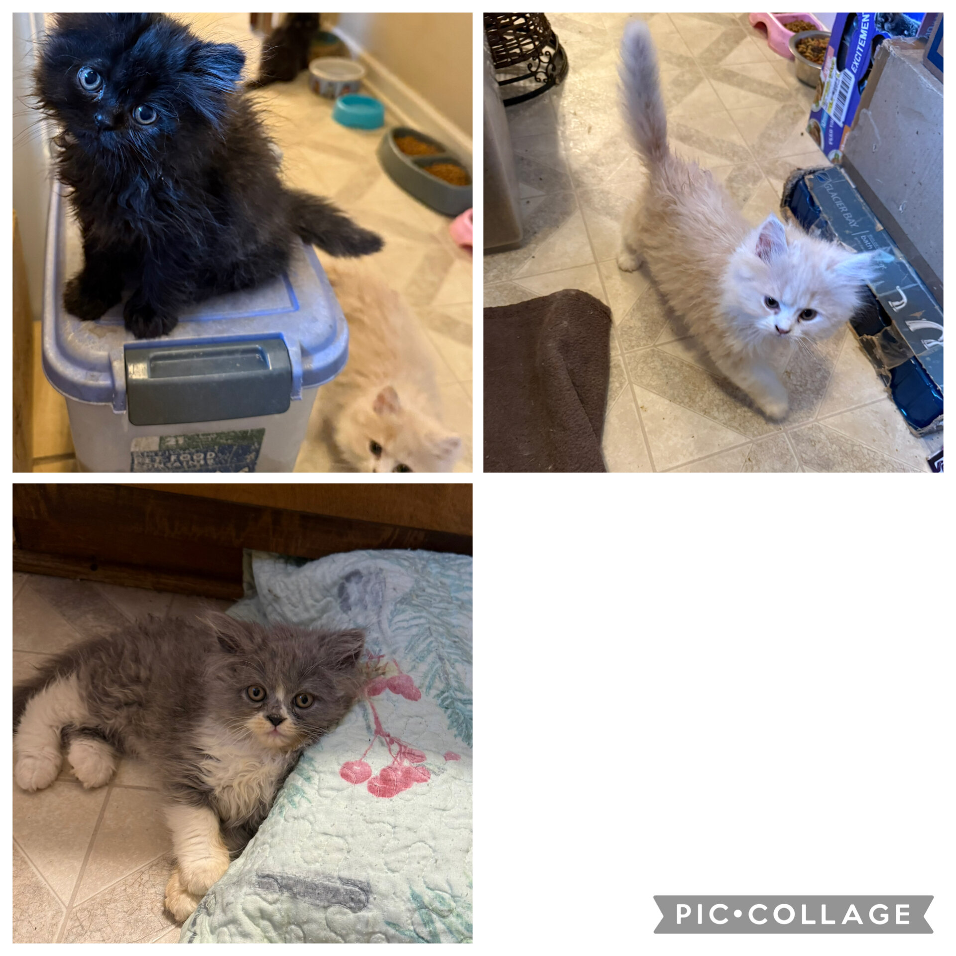 CFA Registered Persian kittens image 3