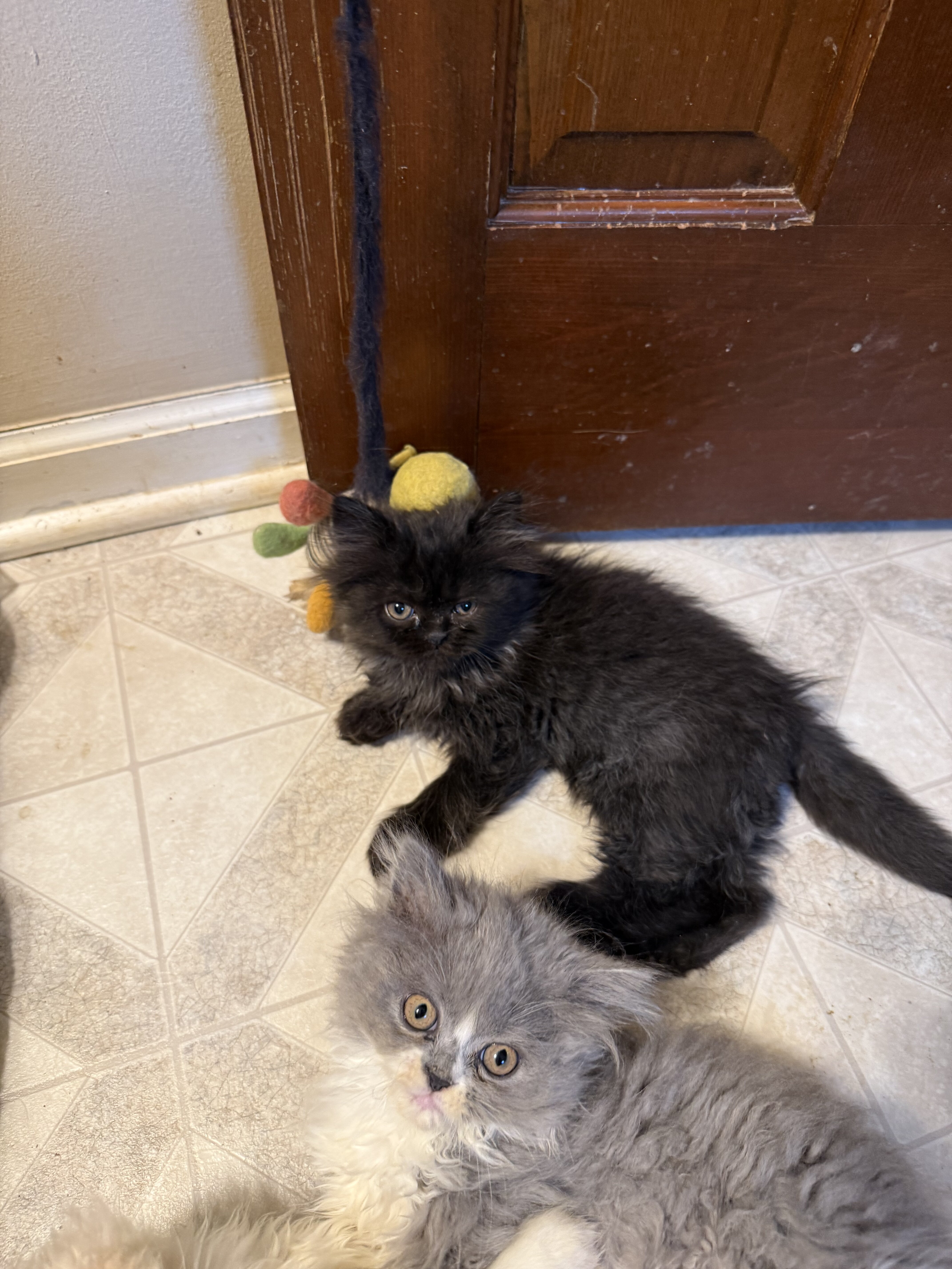 CFA Registered Persian kittens image 4