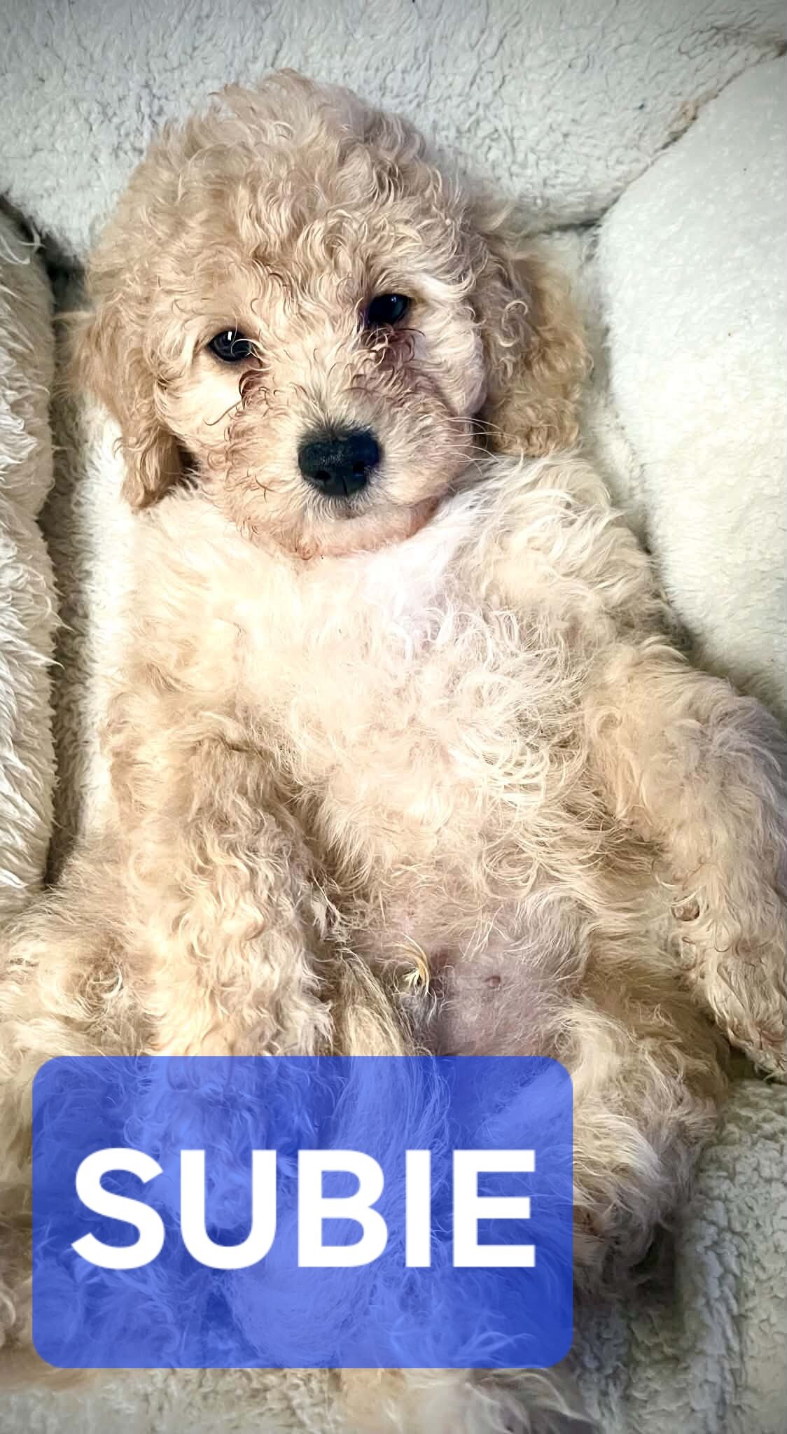10-week Golden Cavapoo (Male) image 1