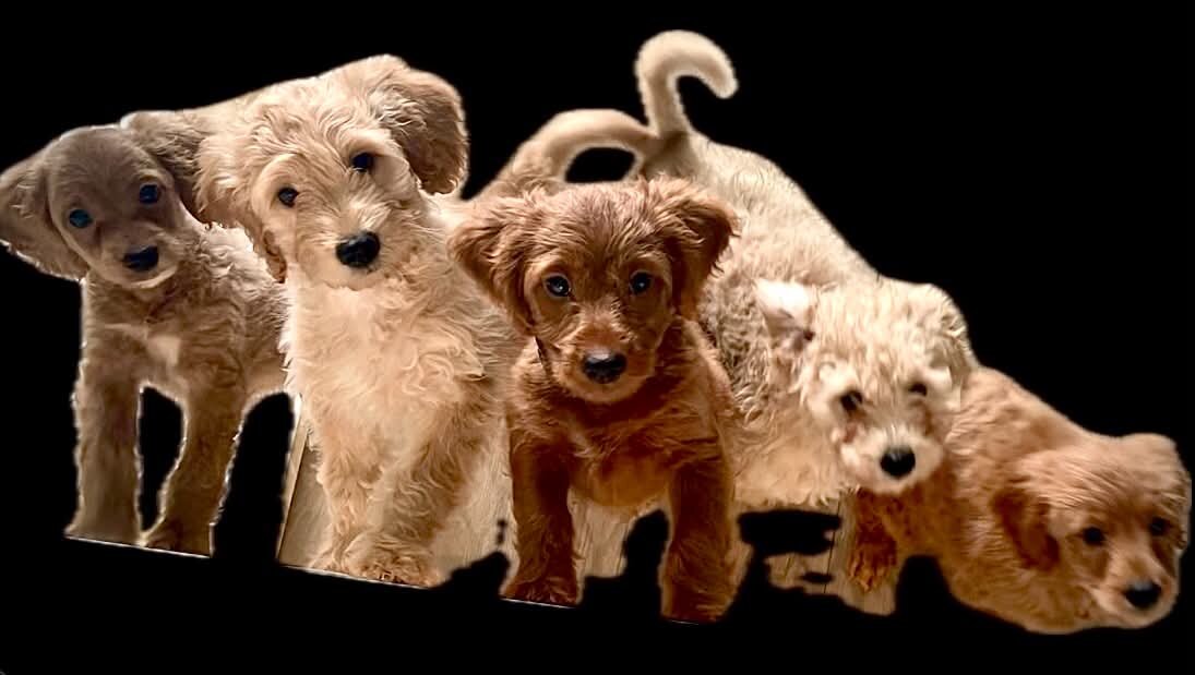 10-week Golden Cavapoo (Male) image 3