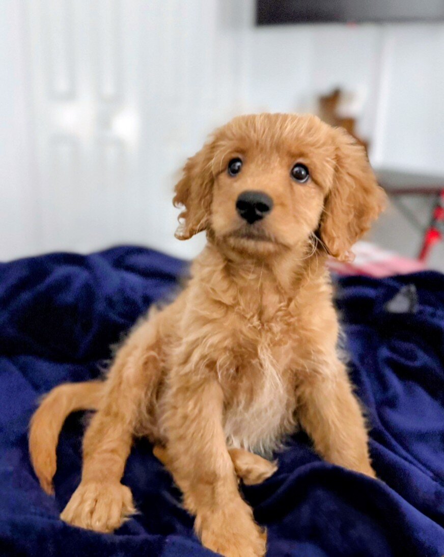 10-week Golden Cavapoo (Male) image 10