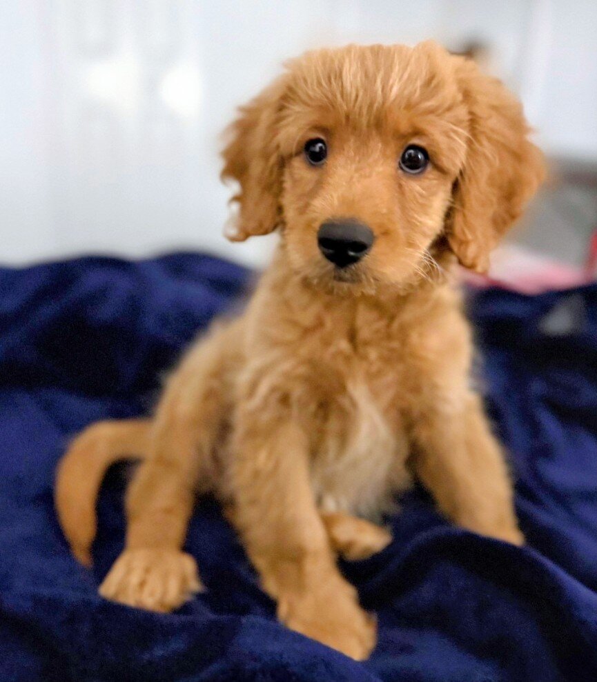 10-week Golden Cavapoo (Male) image 9