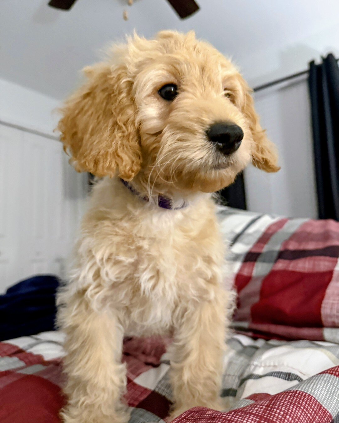 10-week Golden Cavapoo (Male) image 6