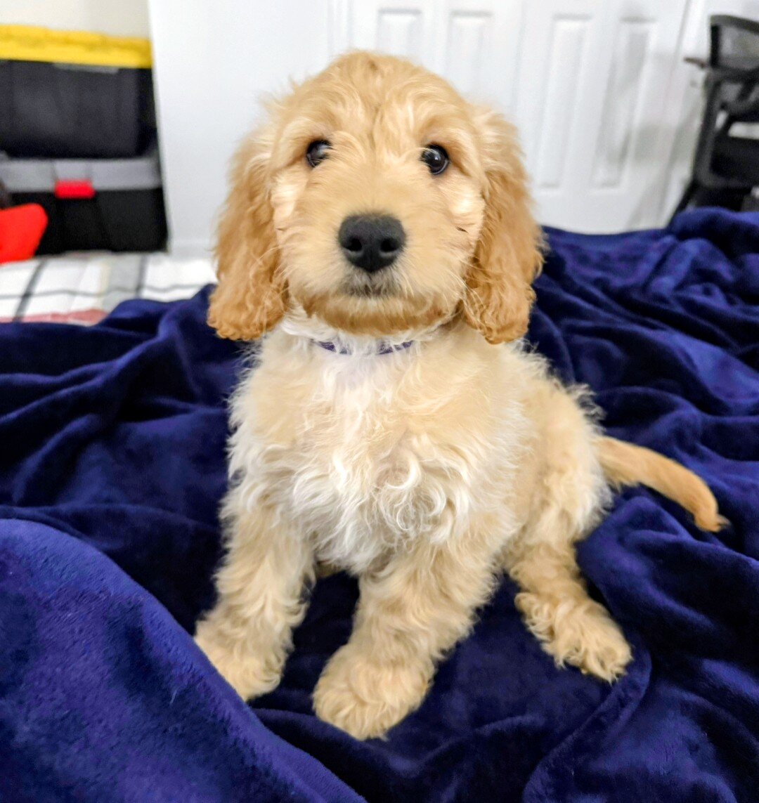 10-week Golden Cavapoo (Male) image 4