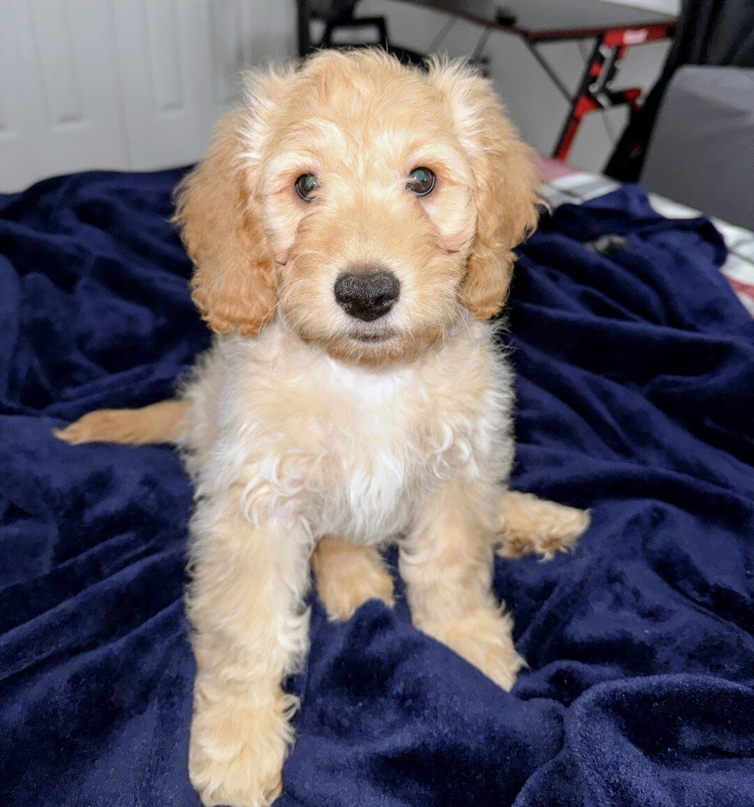 10-week Golden Cavapoo (Male) image 5