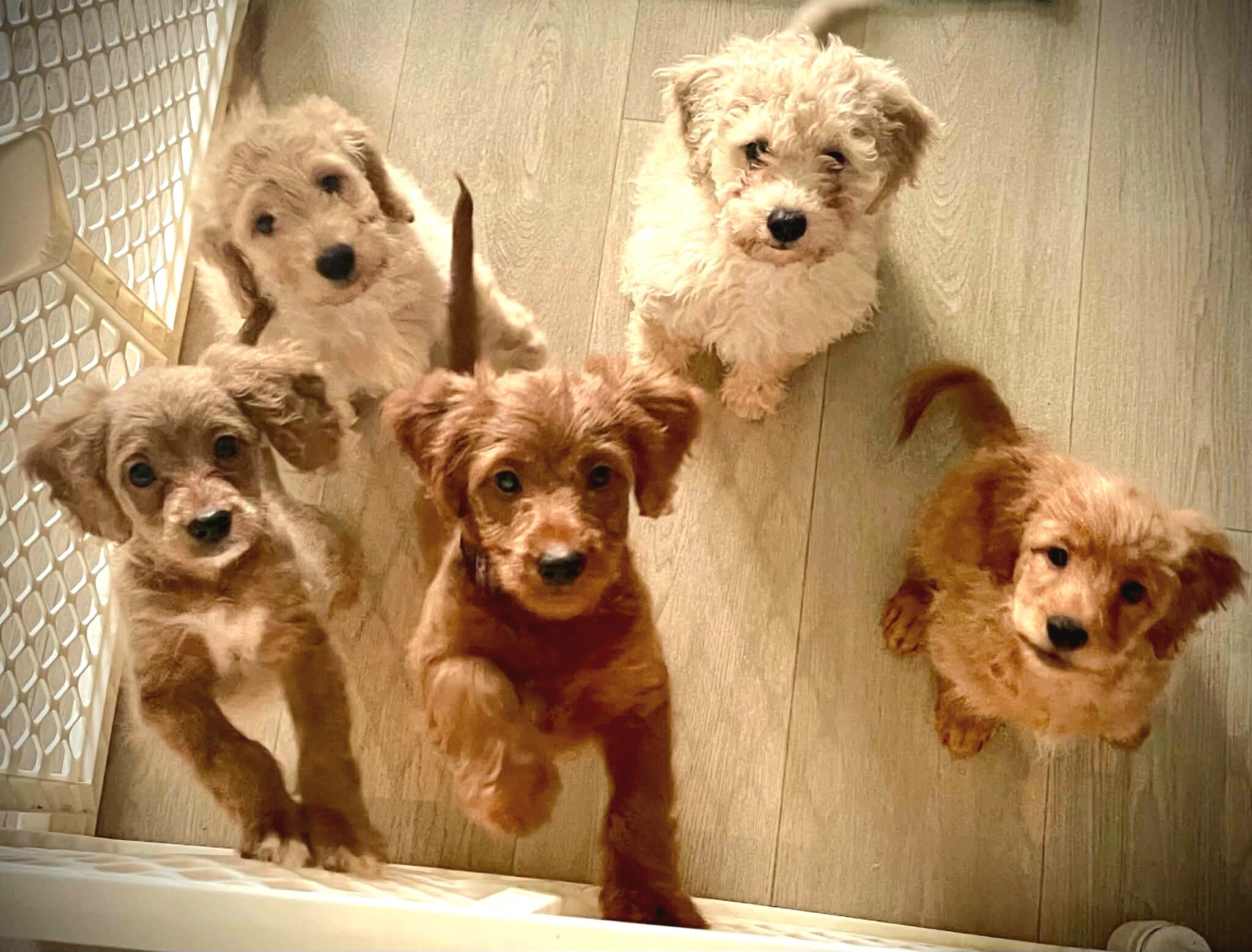 10 Week old Golden Cavapoo male image 4