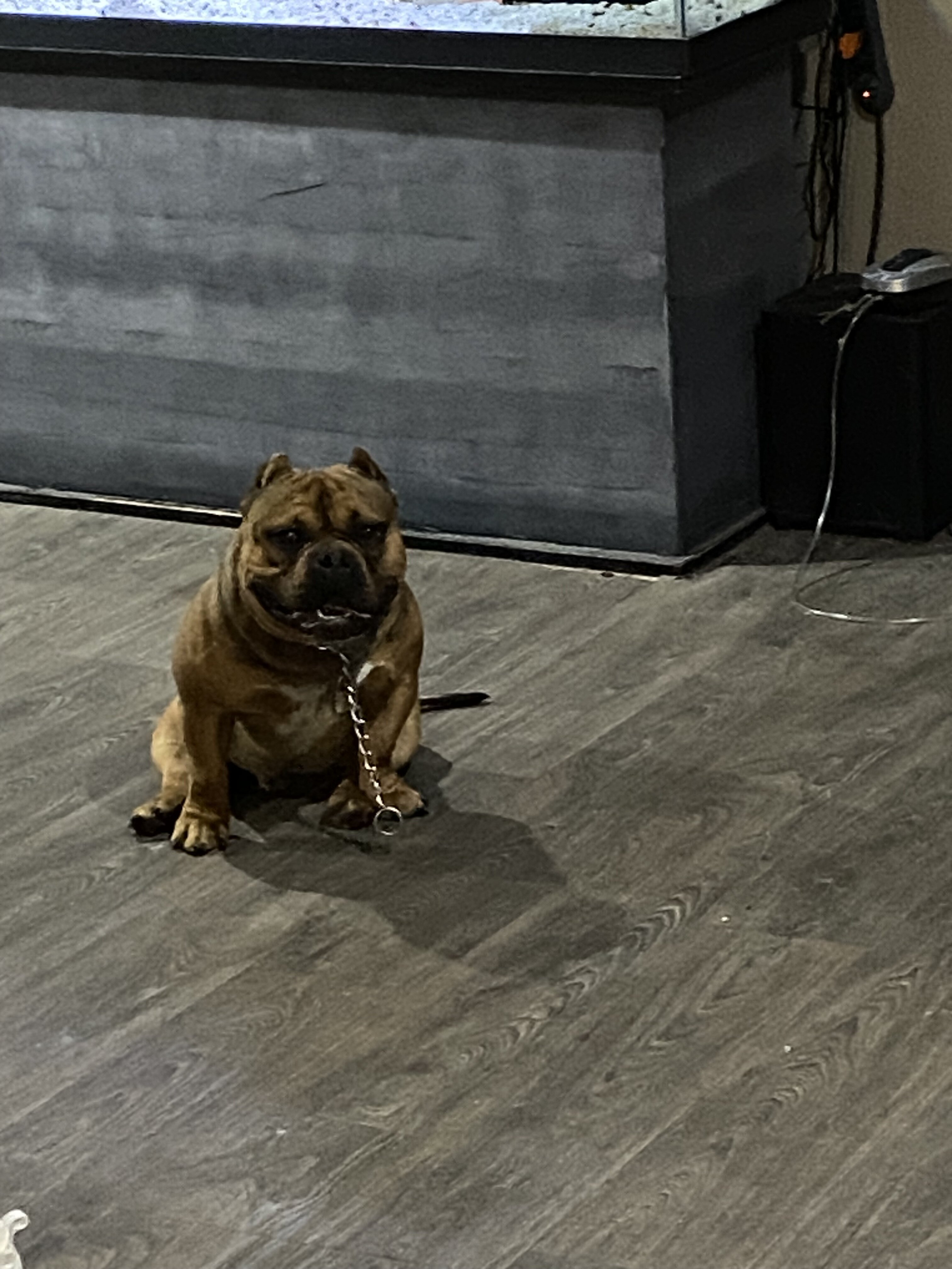 American bully image 2
