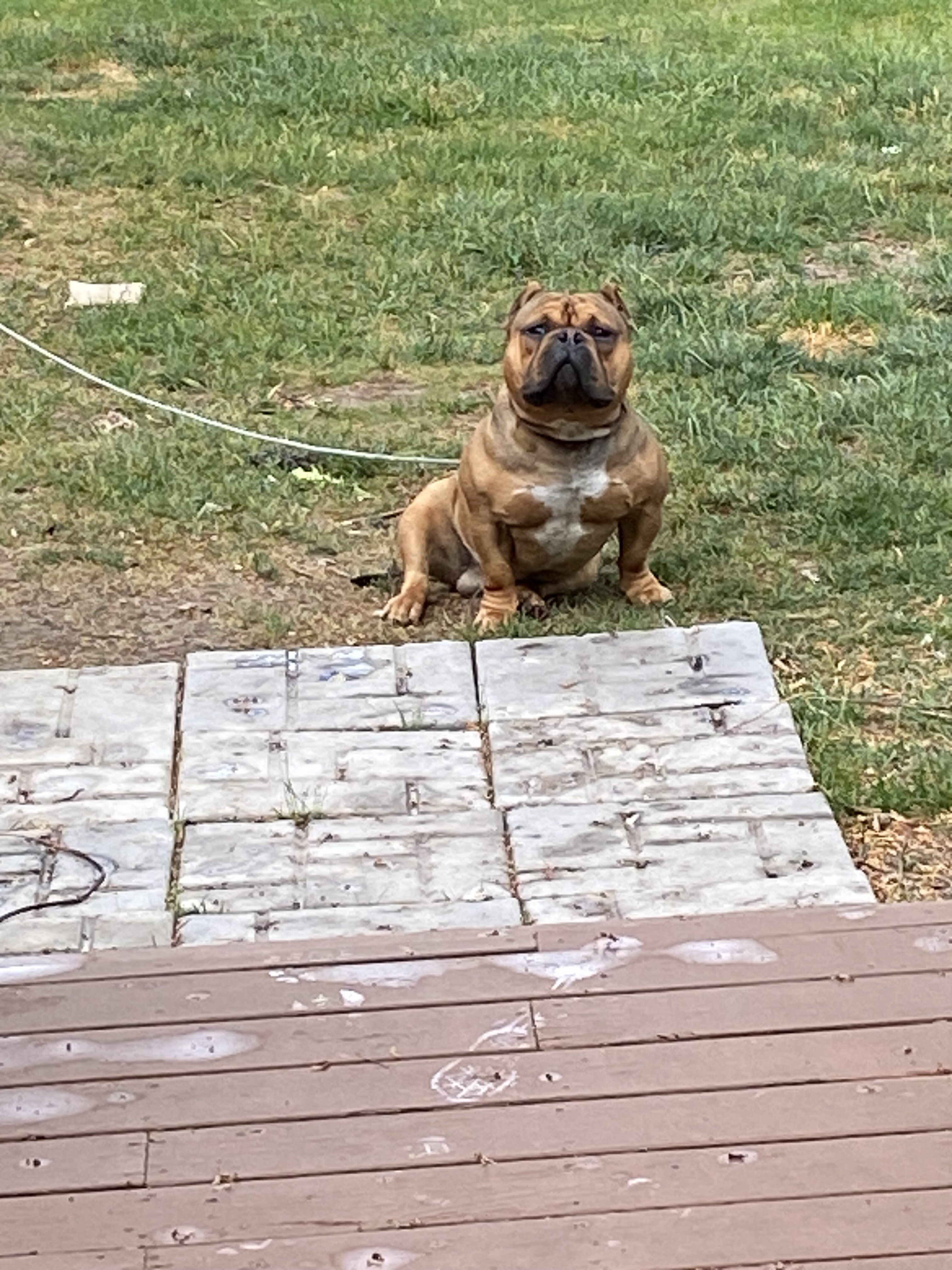American bully image 3