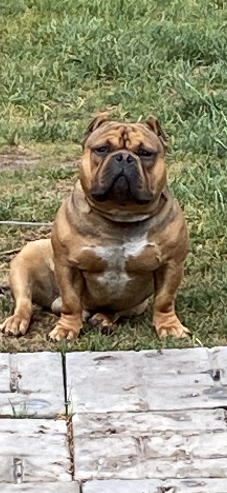 American bully image 1