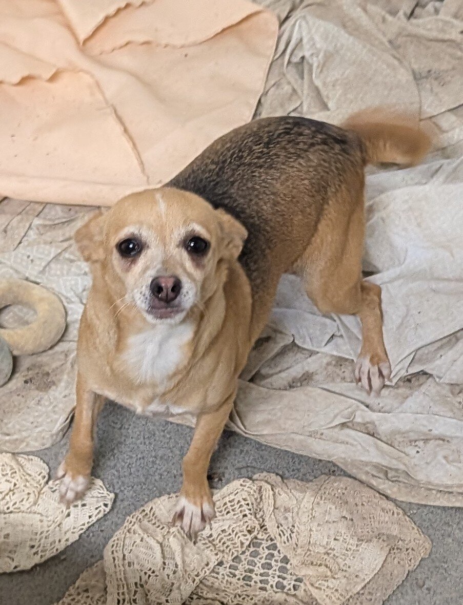 Chihuahua adults image 4