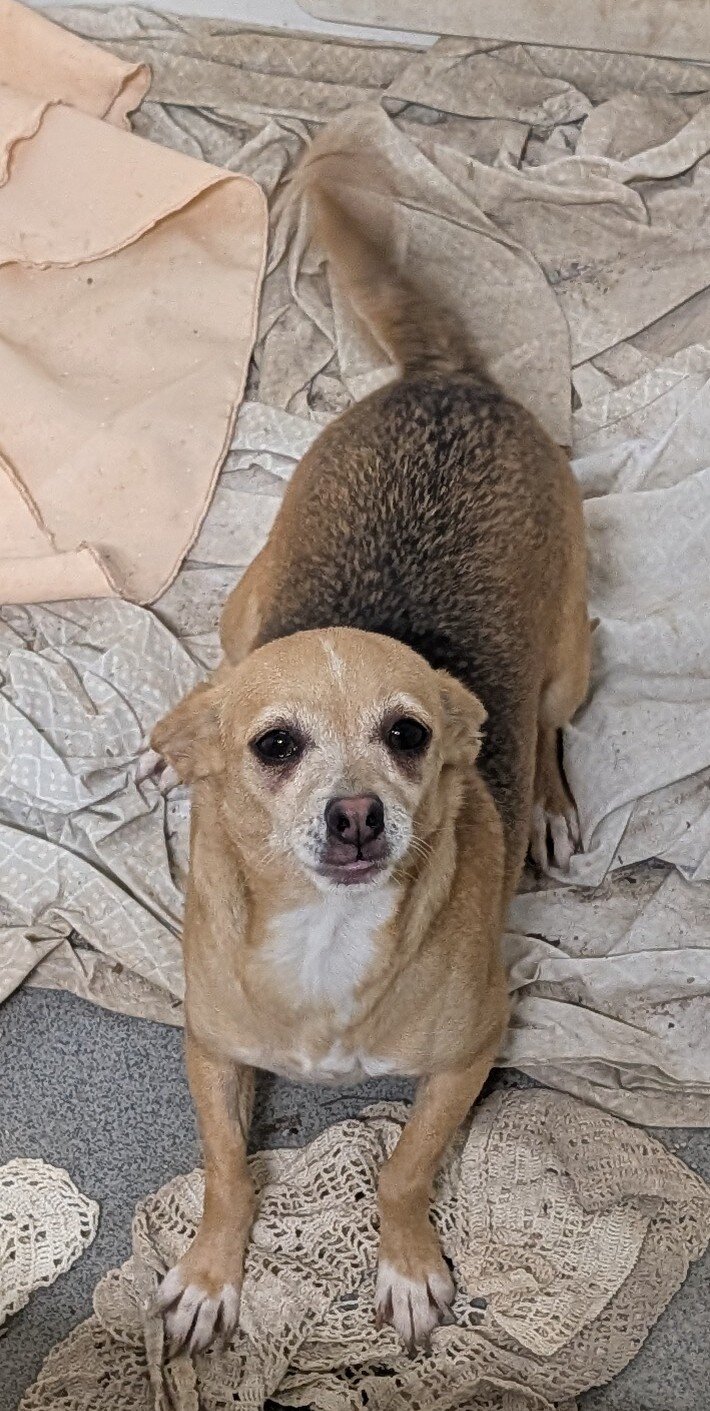 Chihuahua adults image 3