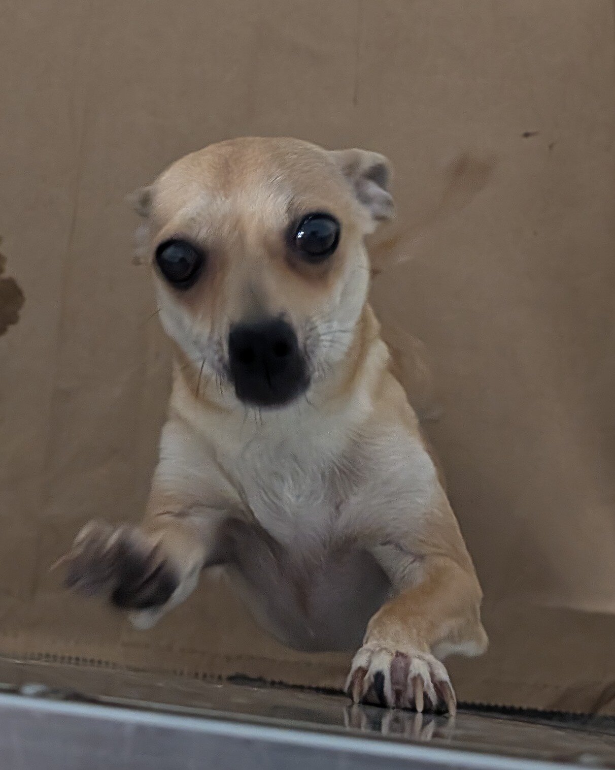 Chihuahua adults image 1