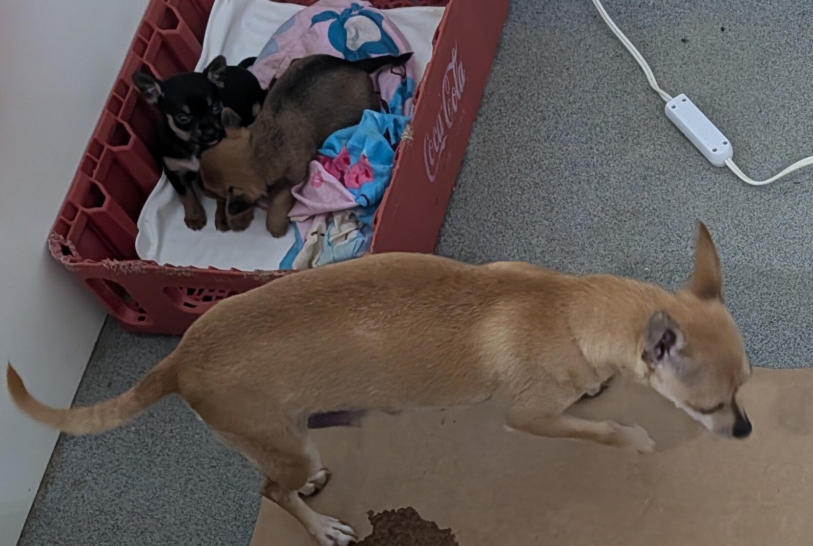 Chihuahua adults image 2