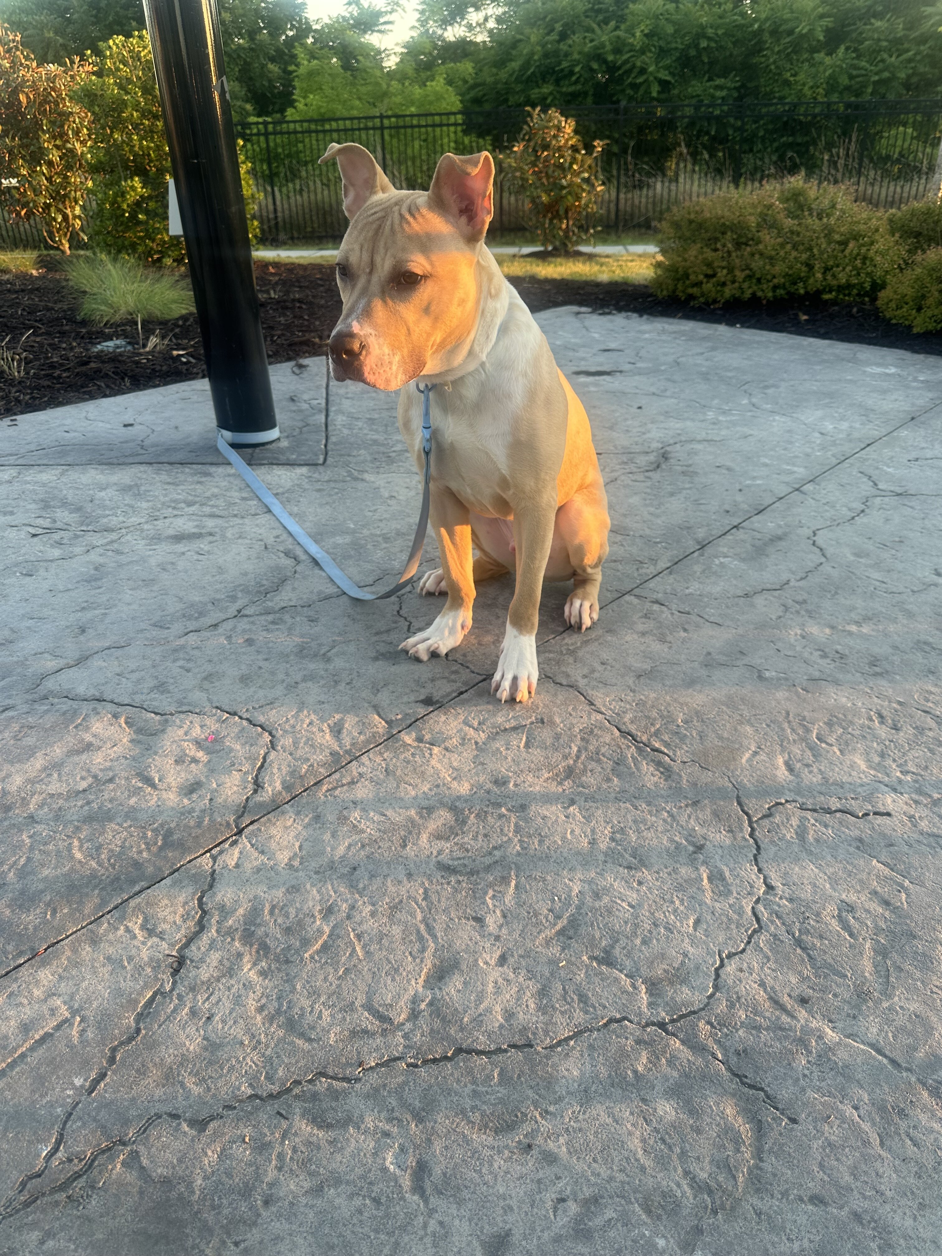 Male pitbull mix image 3