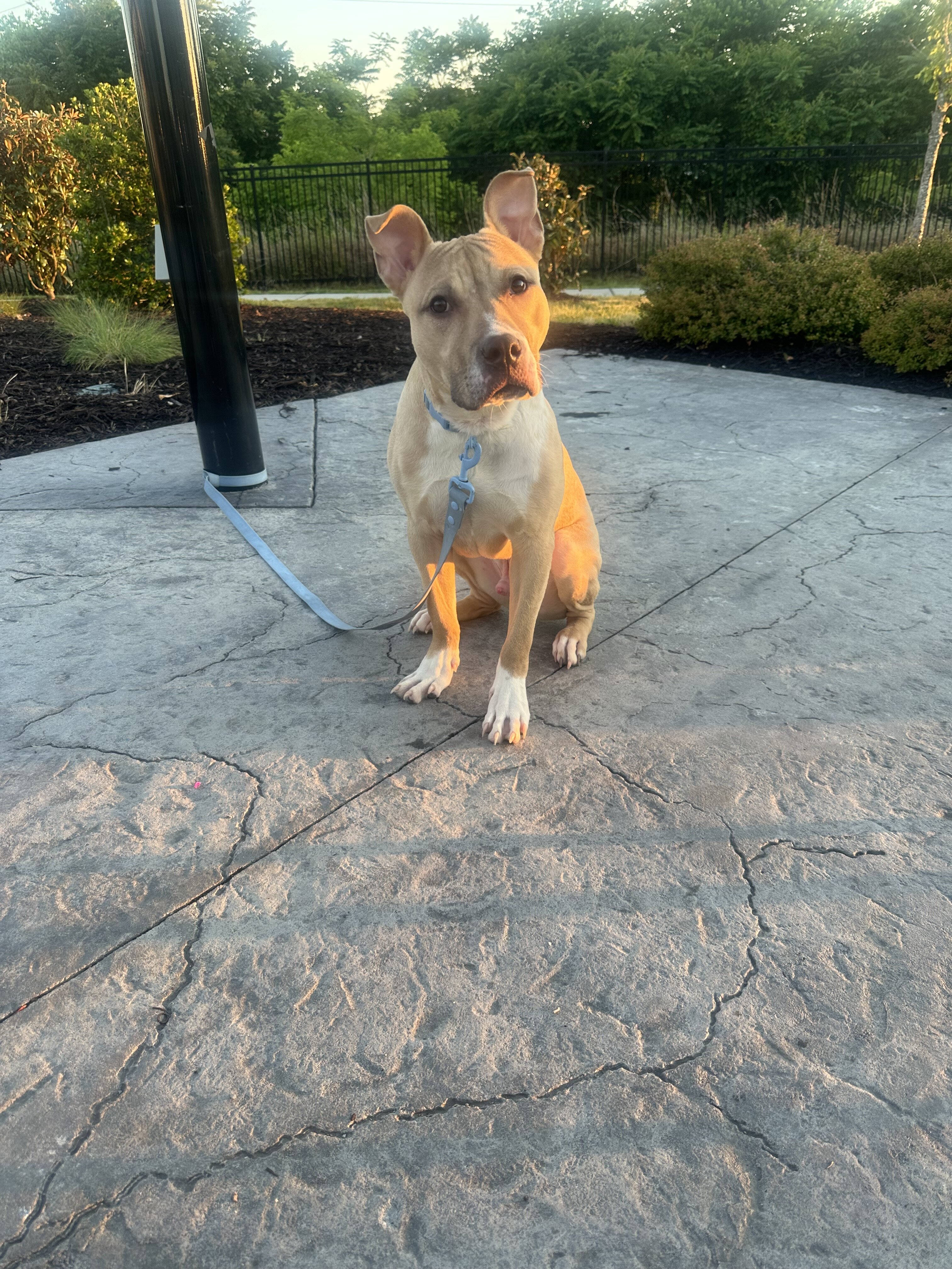 Male pitbull mix image 1