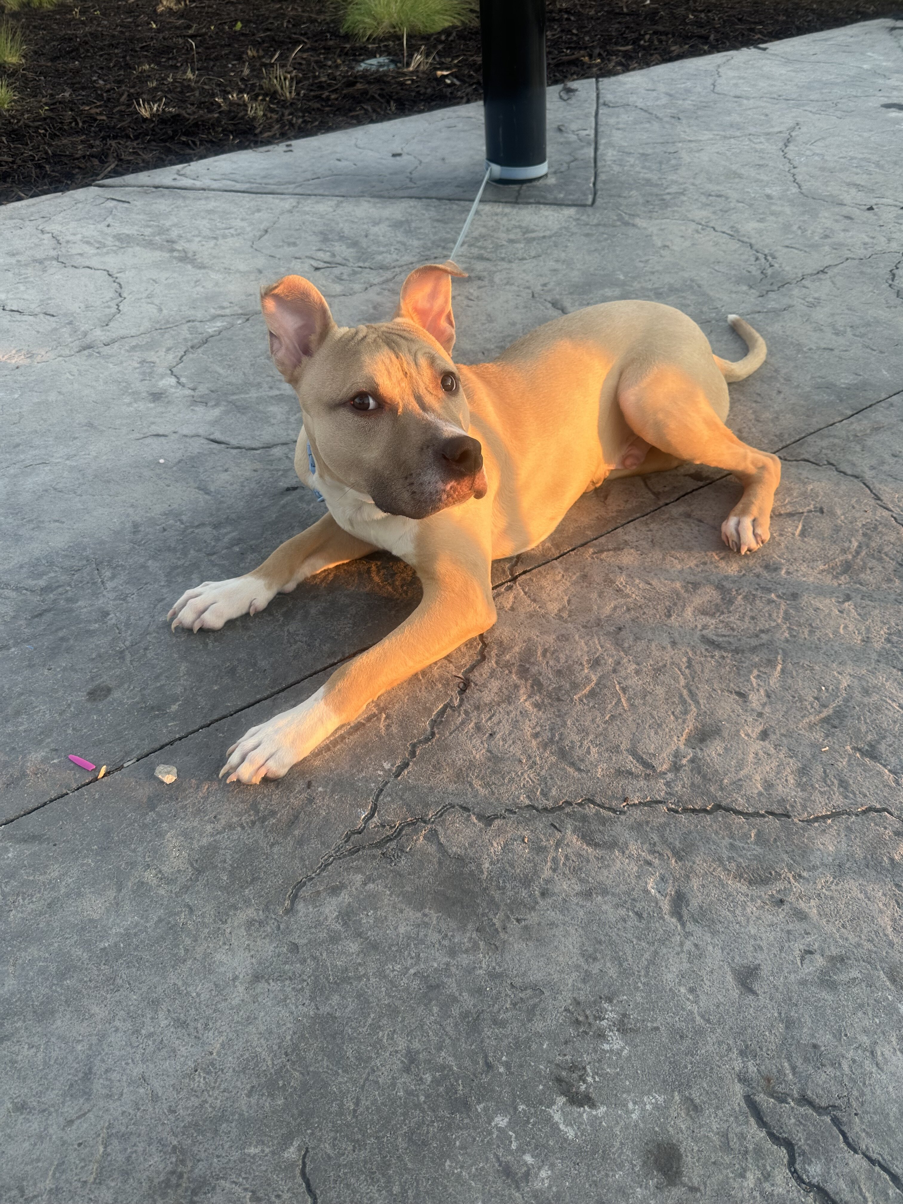 Male pitbull mix image 2