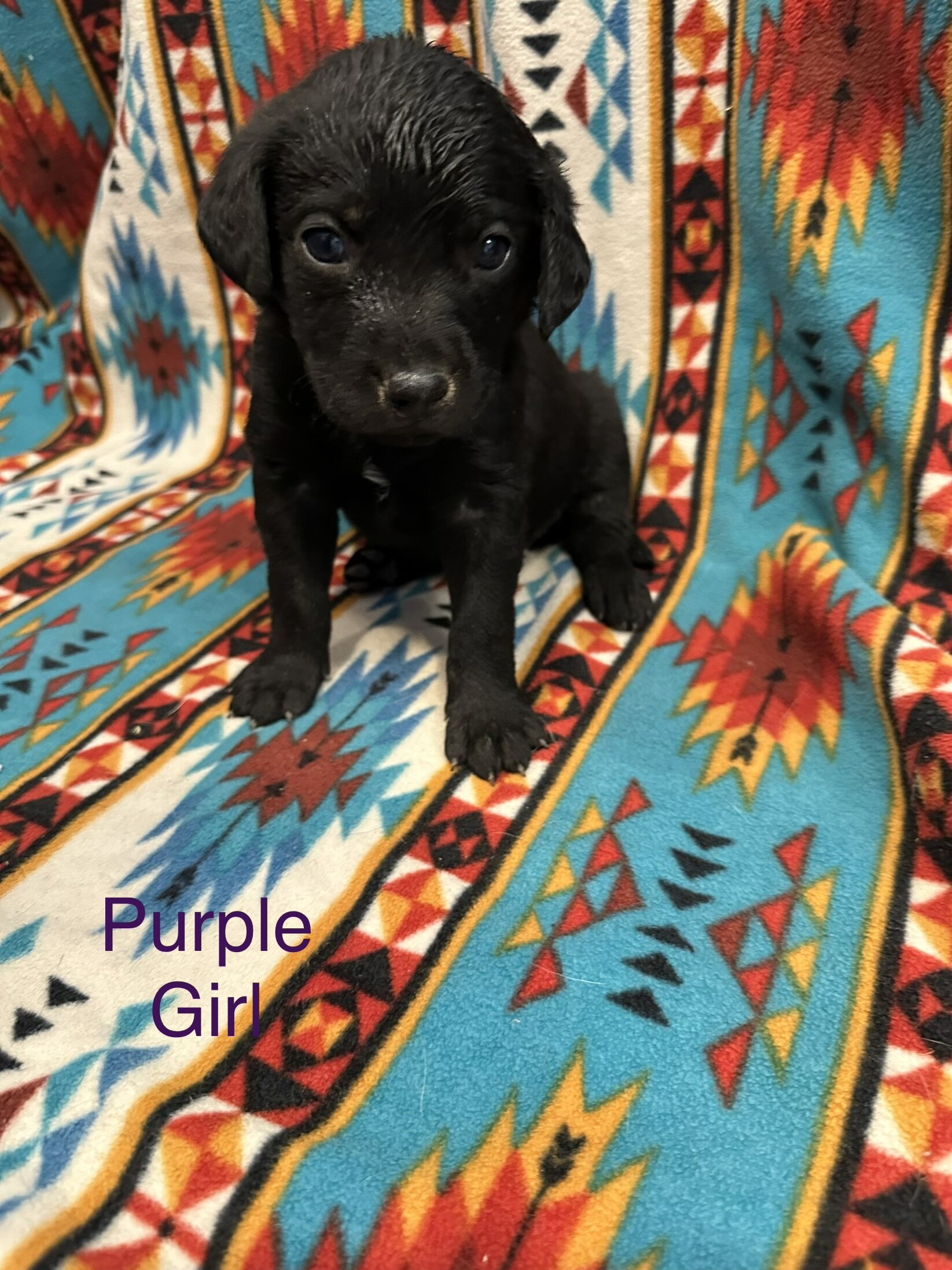Chesapeake Bay Retriever Black Lab mix image 1