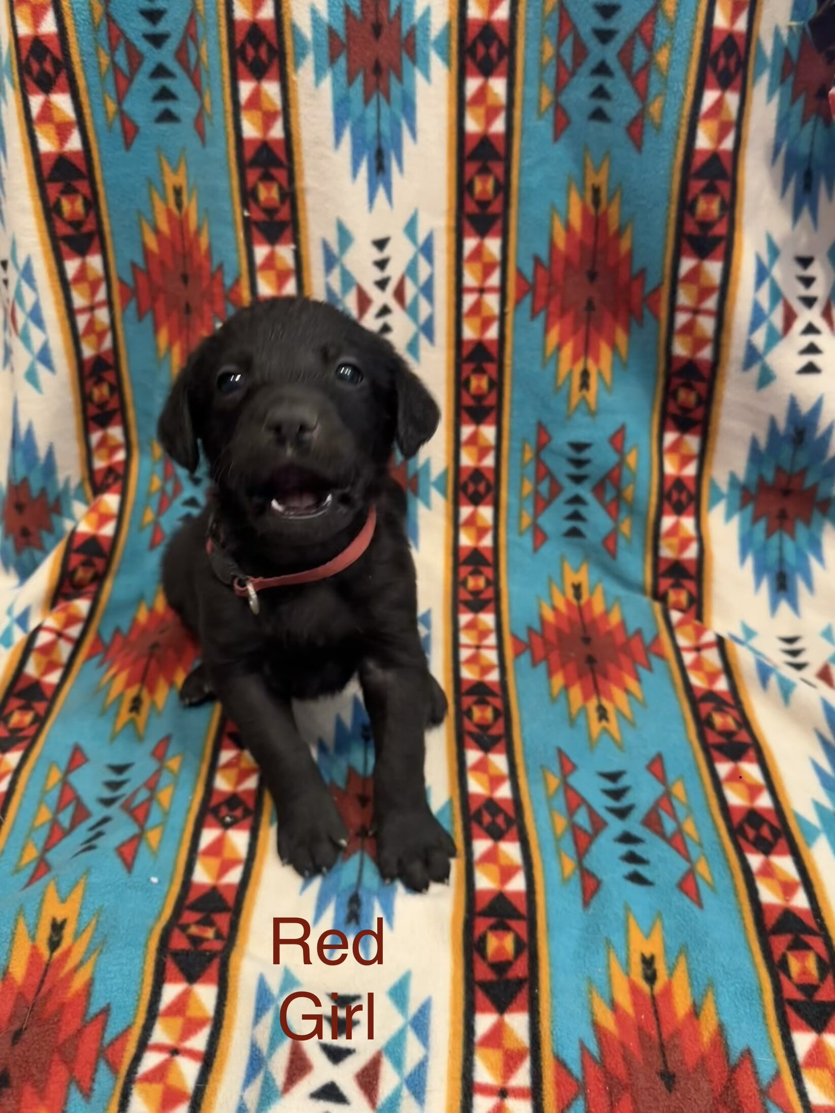 Chesapeake Bay Retriever Black Lab mix image 2