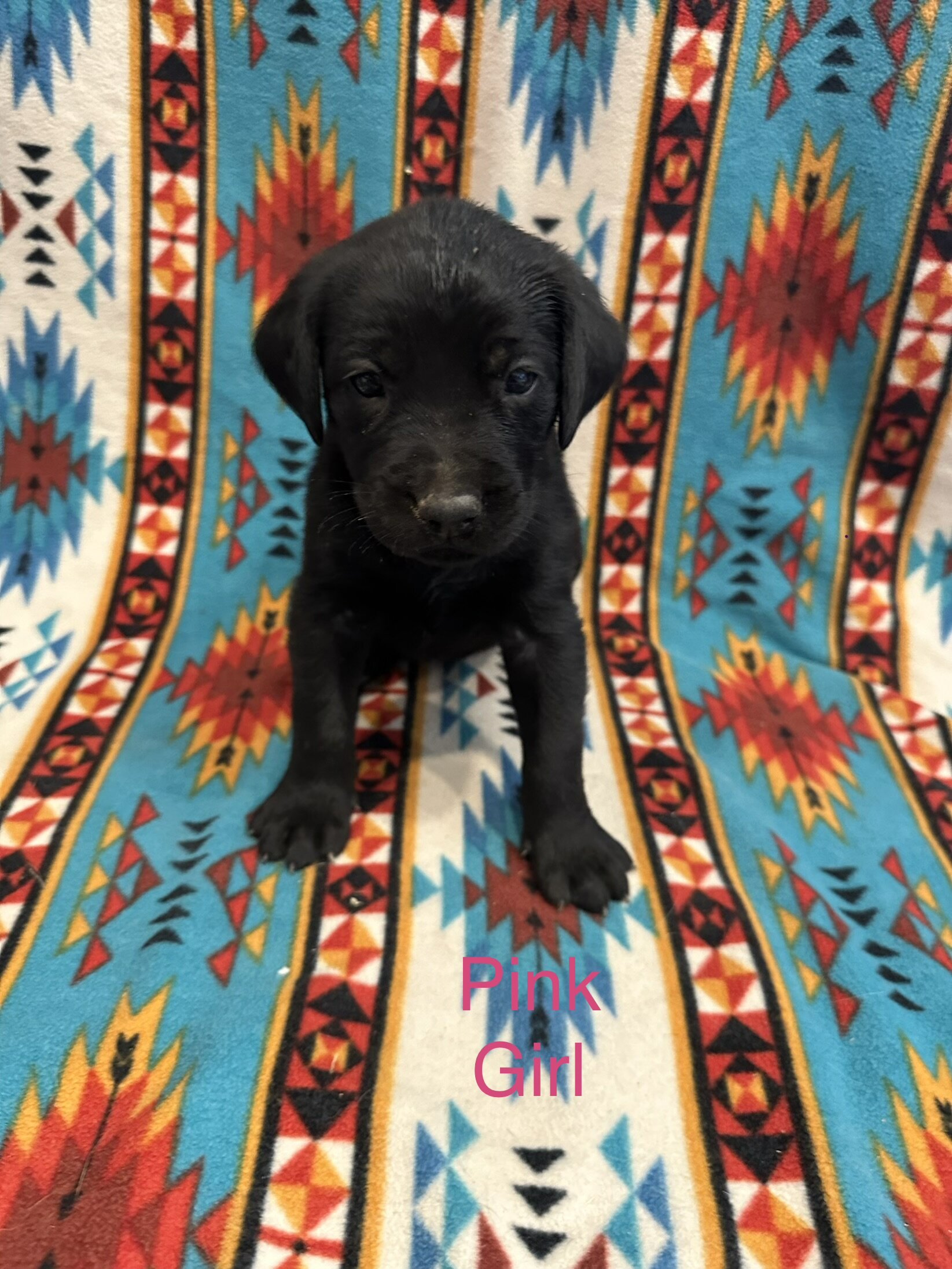 Chesapeake Bay Retriever Black Lab mix image 3