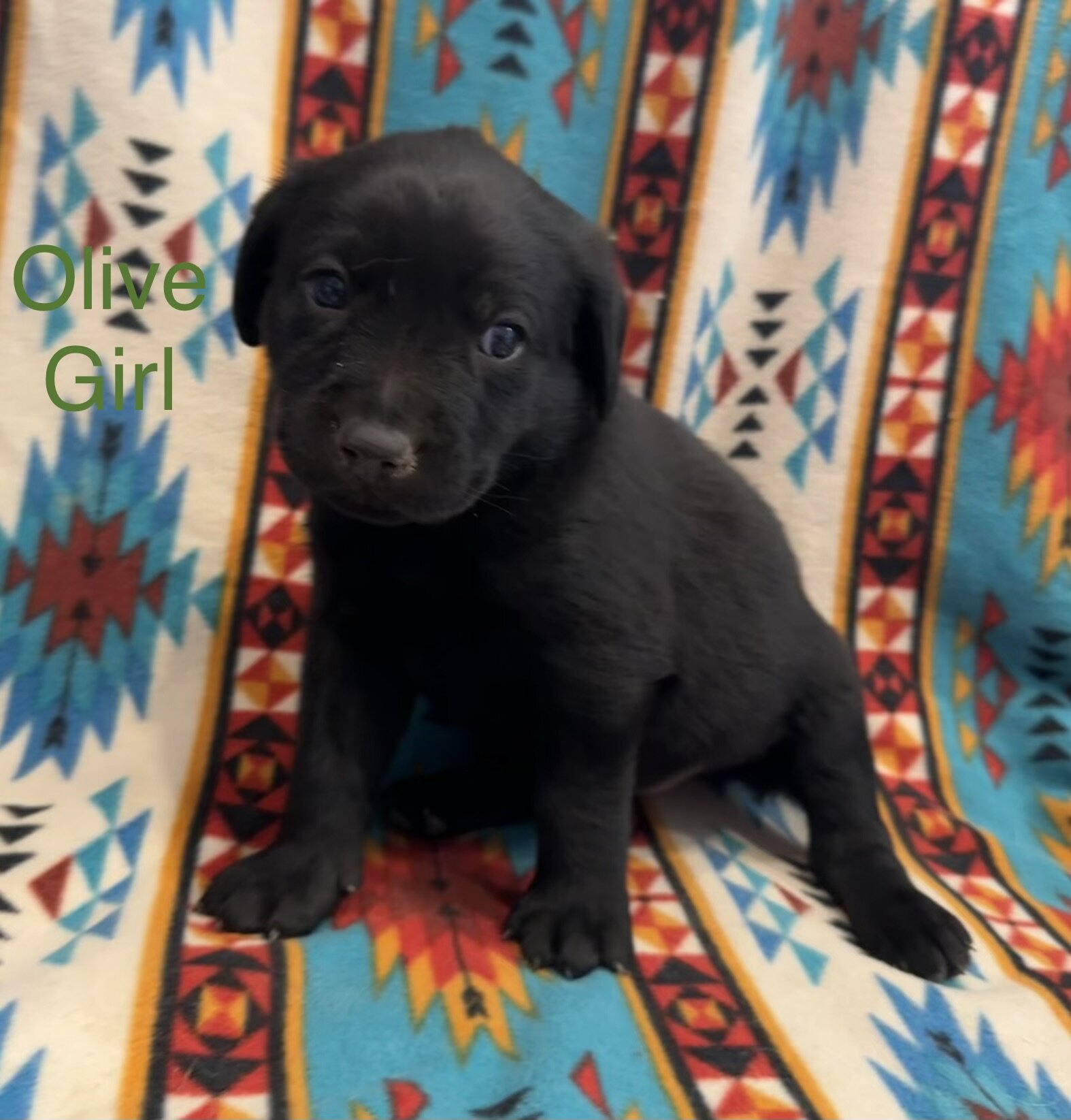 Chesapeake Bay Retriever Black Lab mix image 4