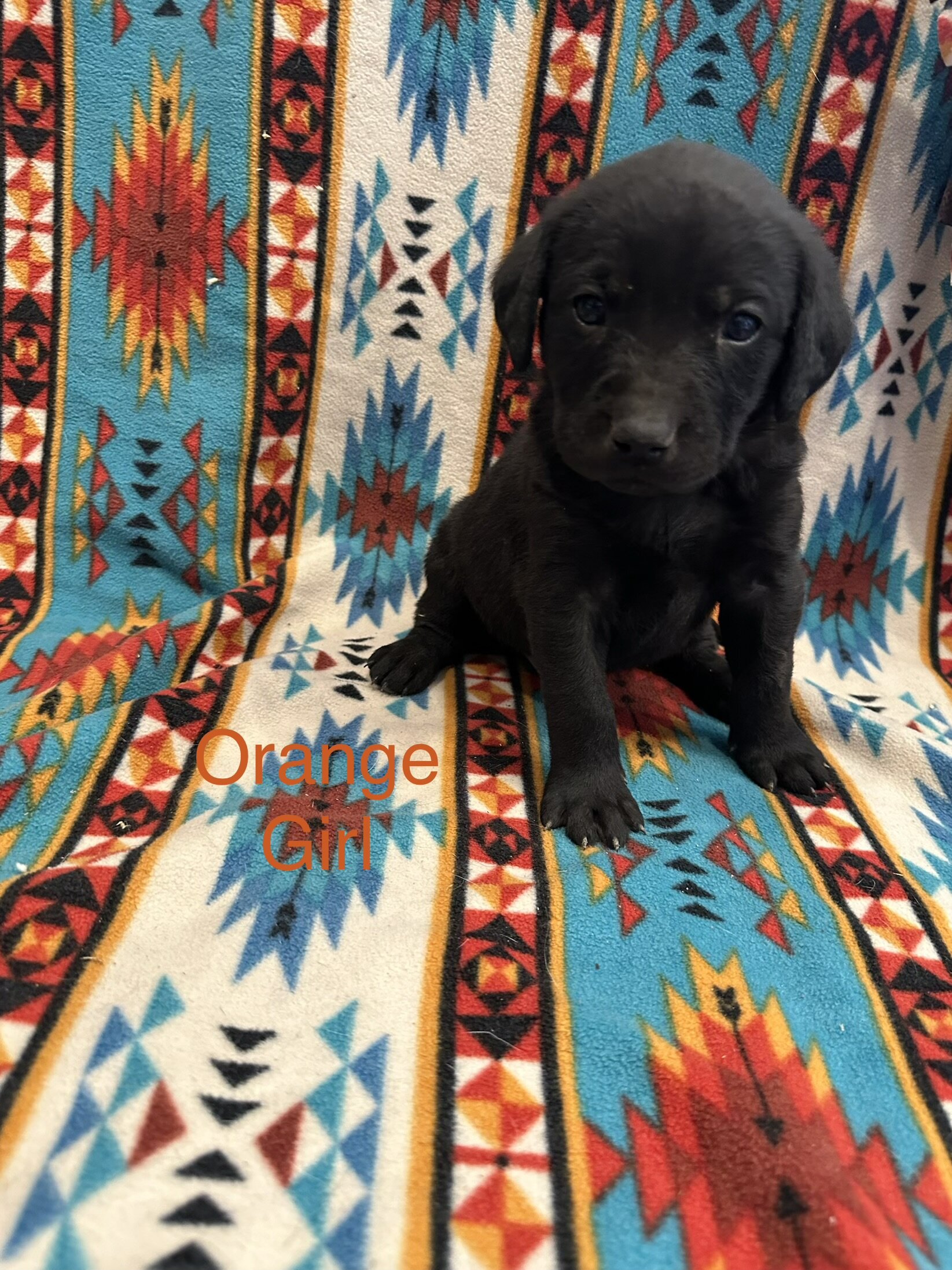 Chesapeake Bay Retriever Black Lab mix image 5