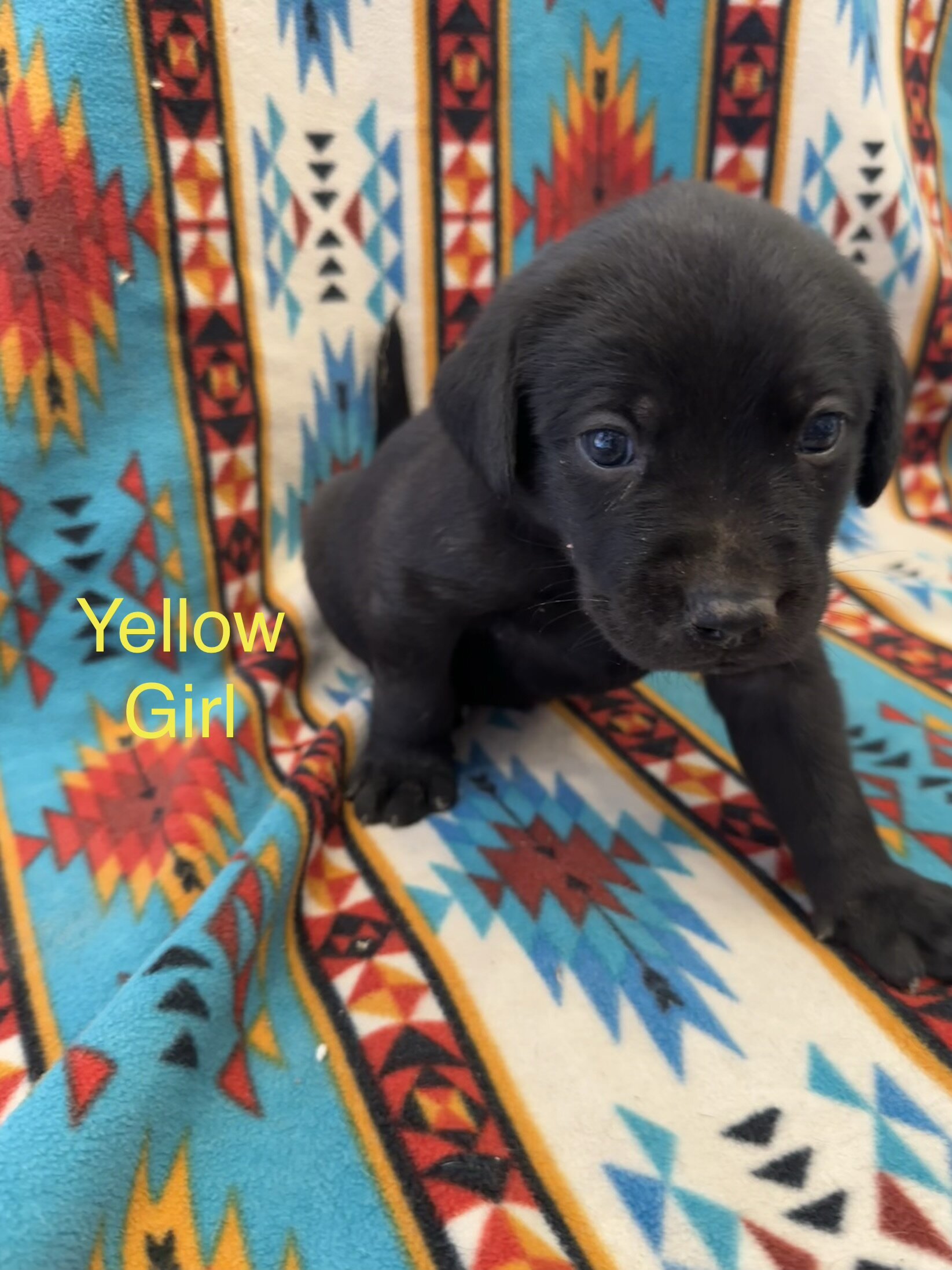 Chesapeake Bay Retriever Black Lab mix image 6